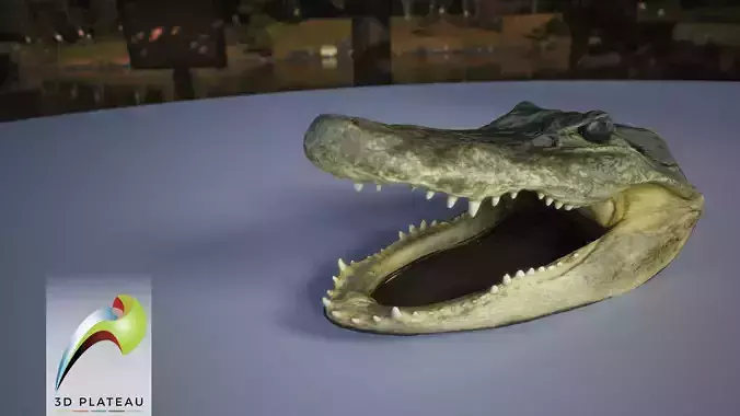 0001-07 Alligator 3D print model