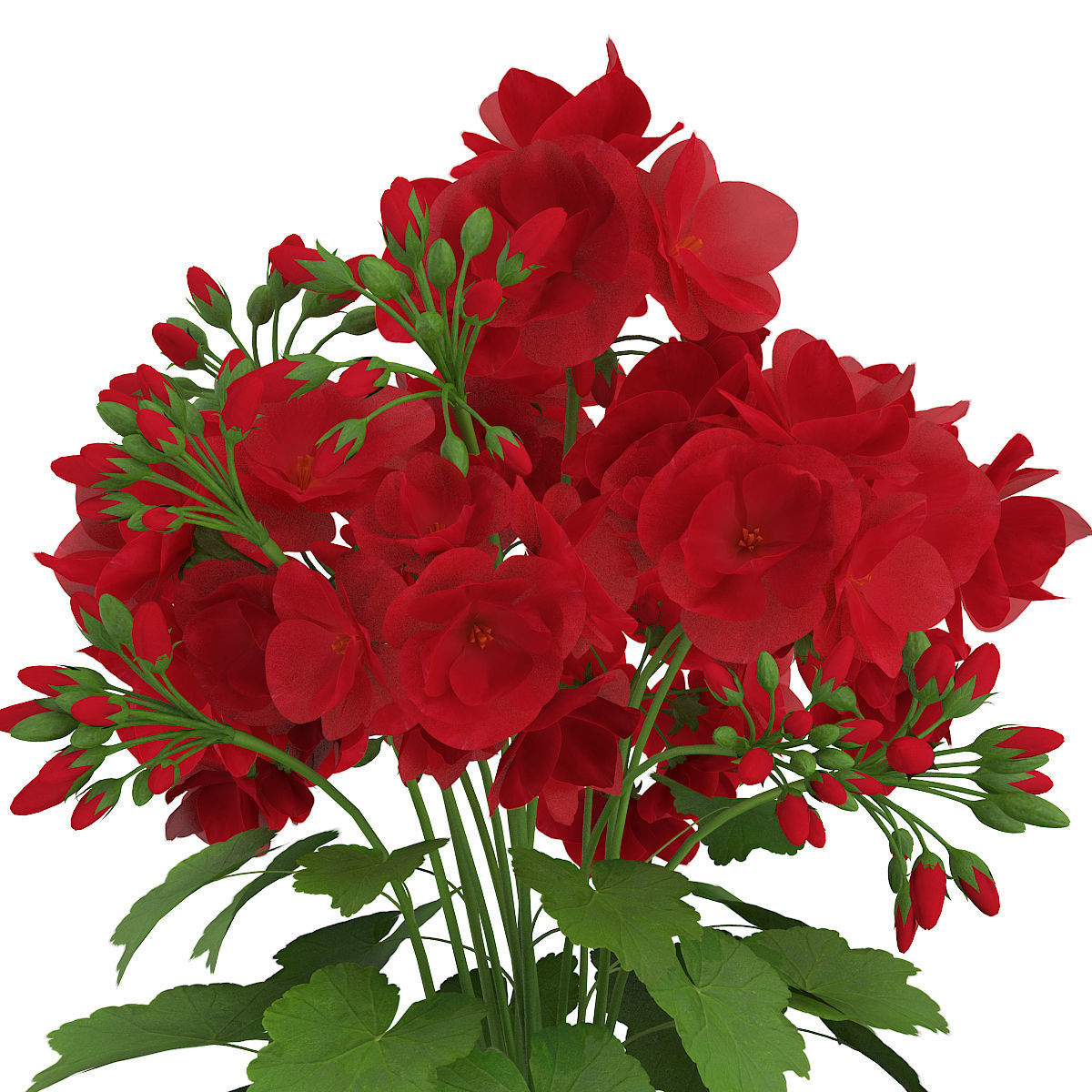 Red Geraniums Geranium caespitosum 3D model_6