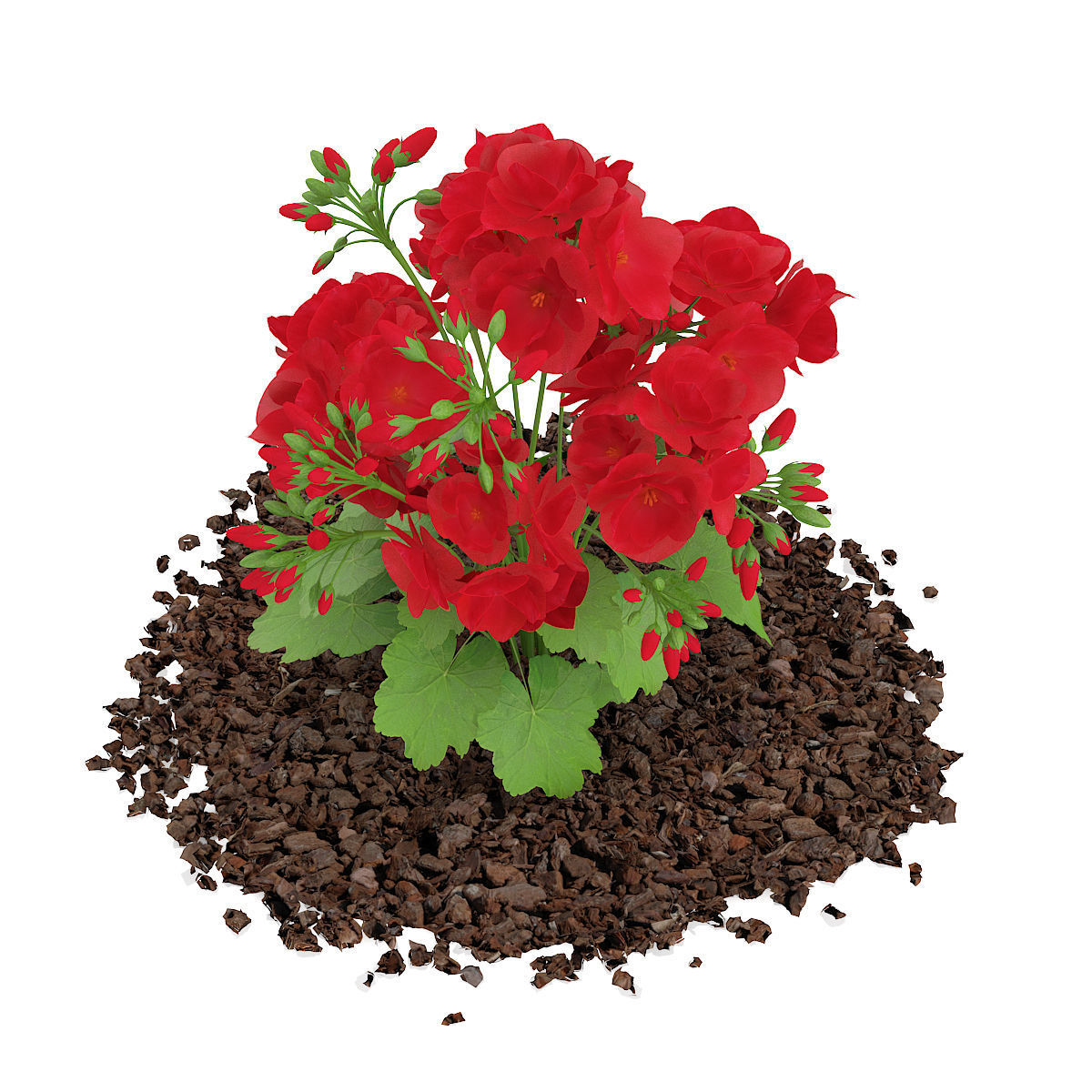 Red Geraniums Geranium caespitosum 3D model_2