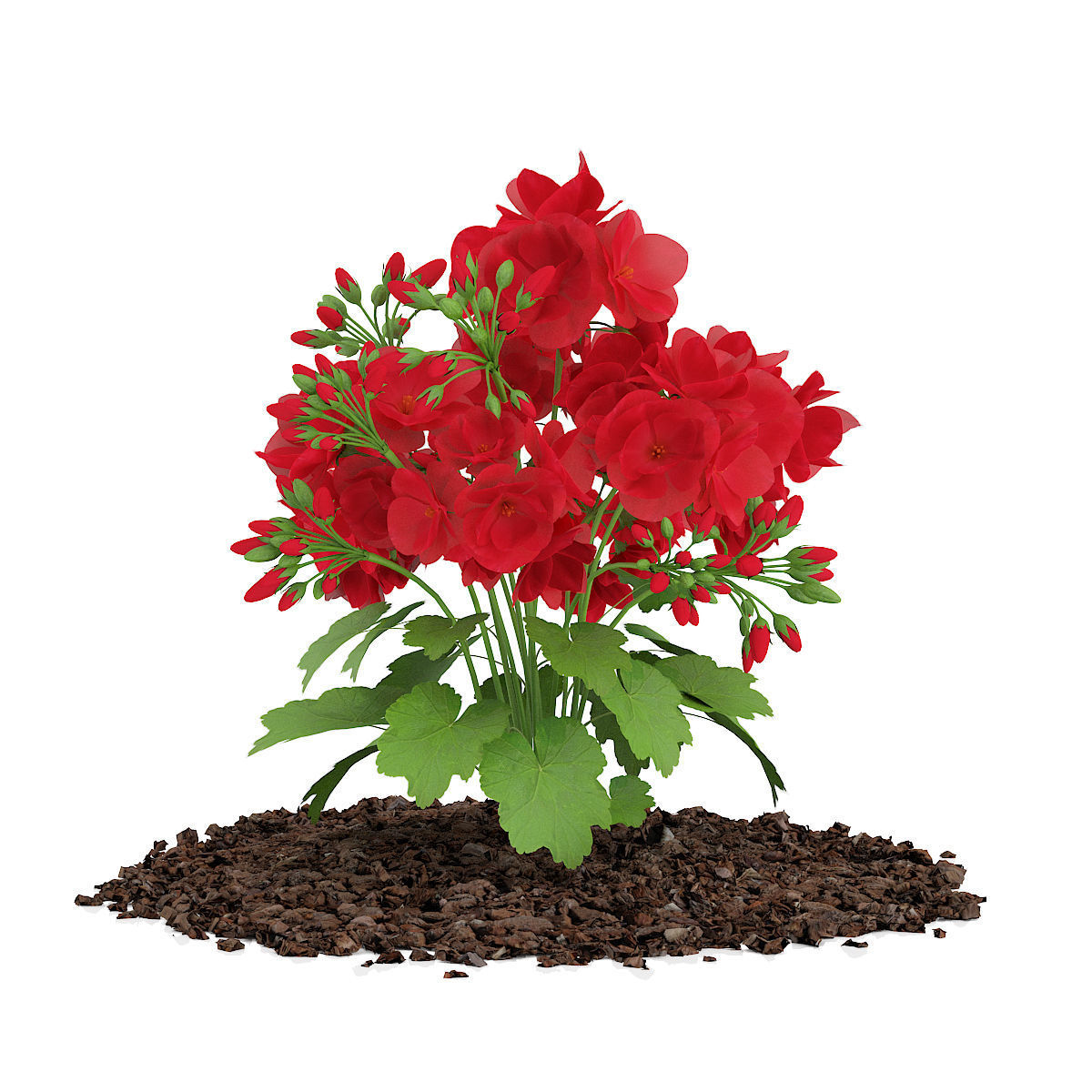 Red Geraniums Geranium caespitosum 3D model_4