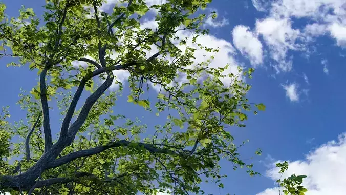 Wild Tree Pack  6 Unique Realistic Trees