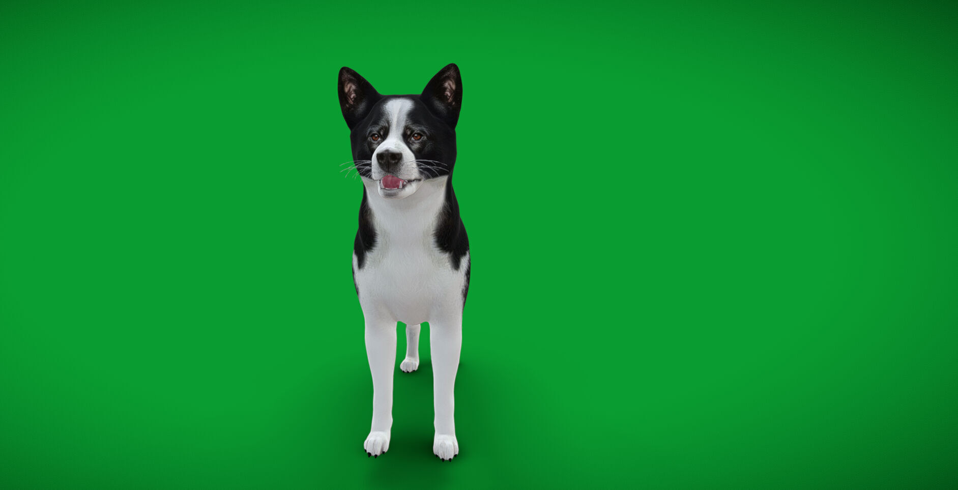 Karelian Bear Dog Low-poly 3D model_47