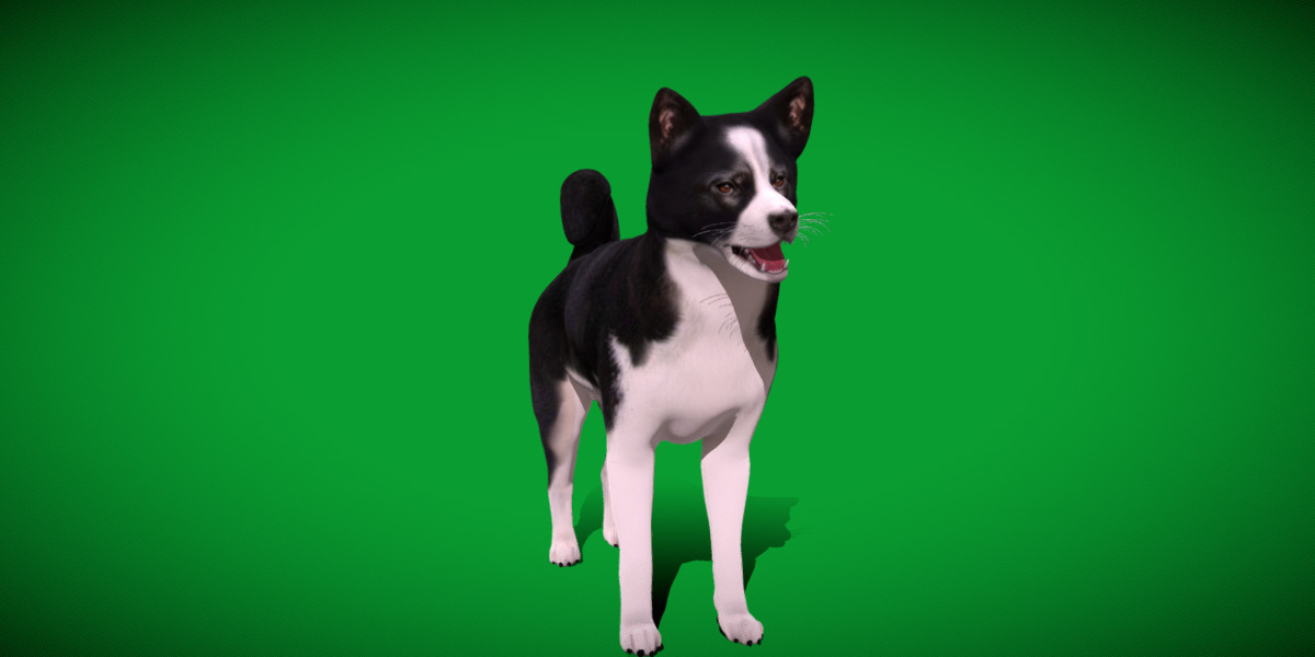 Karelian Bear Dog Low-poly 3D model_17