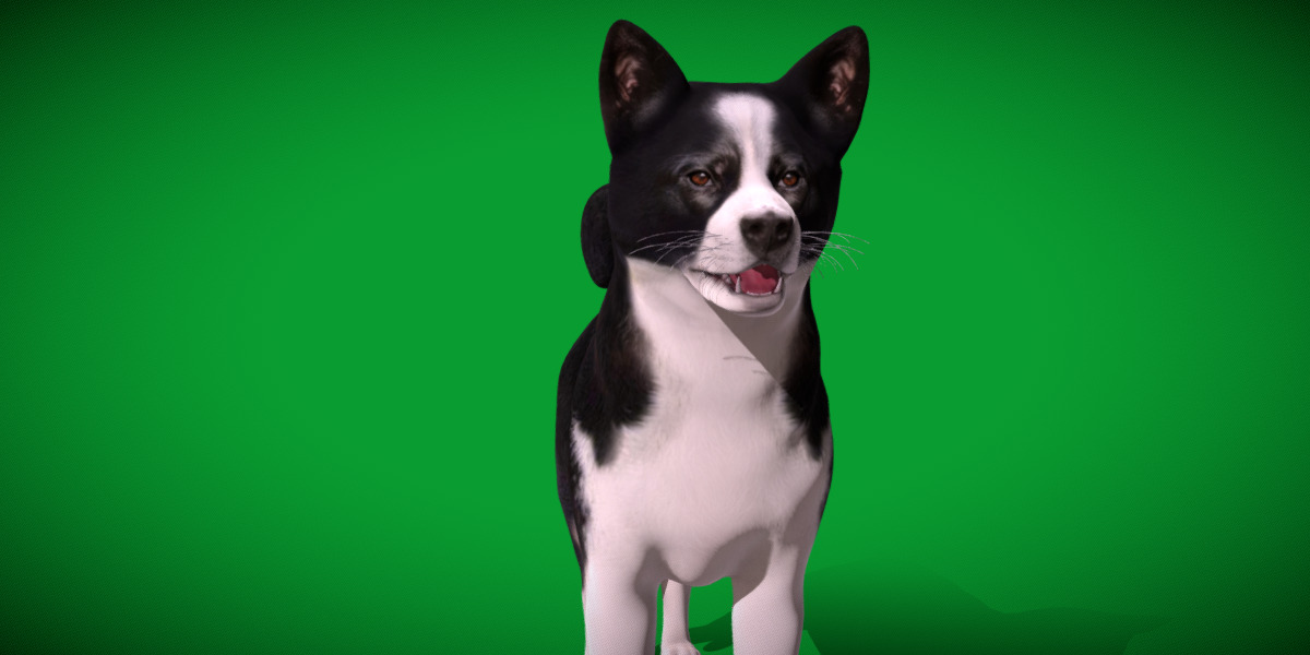 Karelian Bear Dog Low-poly 3D model_31