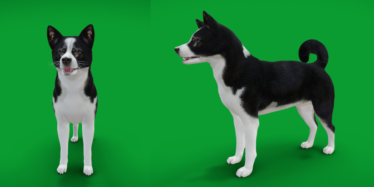 Karelian Bear Dog Low-poly 3D model_19