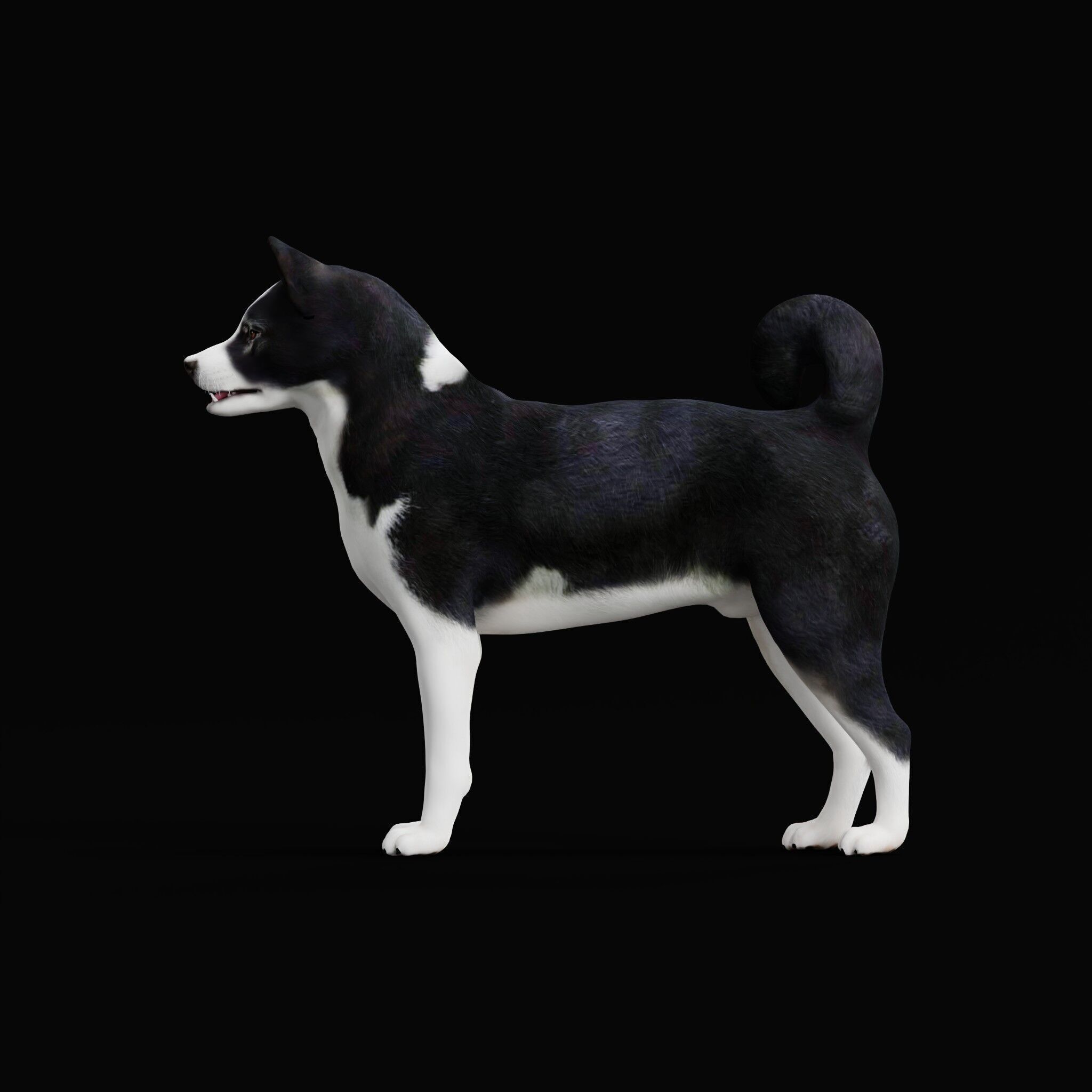 Karelian Bear Dog Low-poly 3D model_42