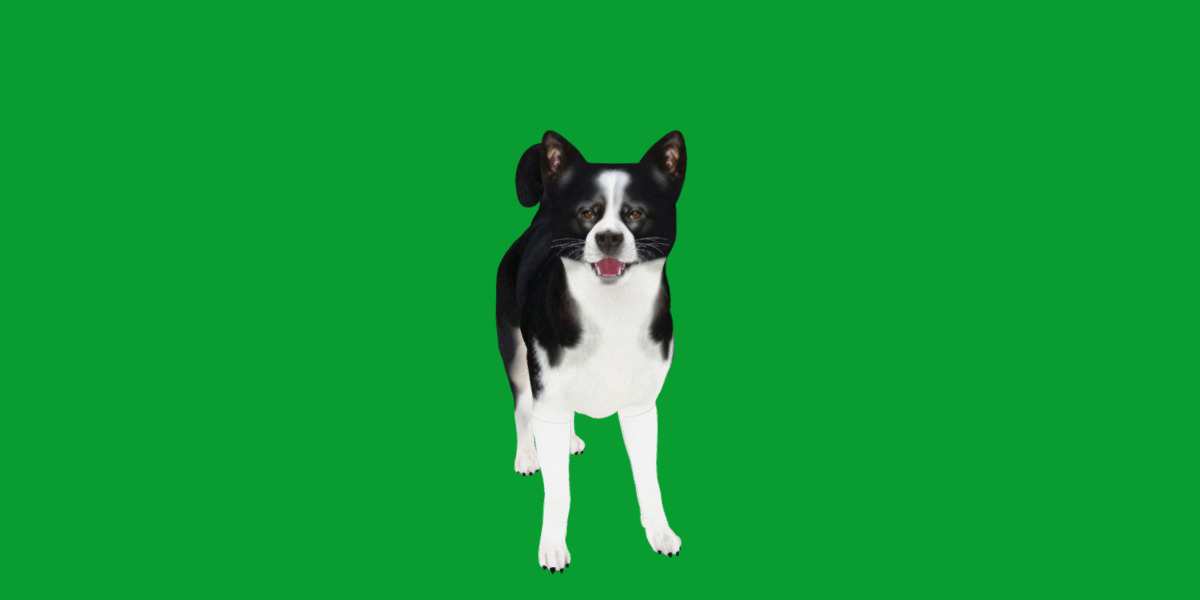 Karelian Bear Dog Low-poly 3D model_32