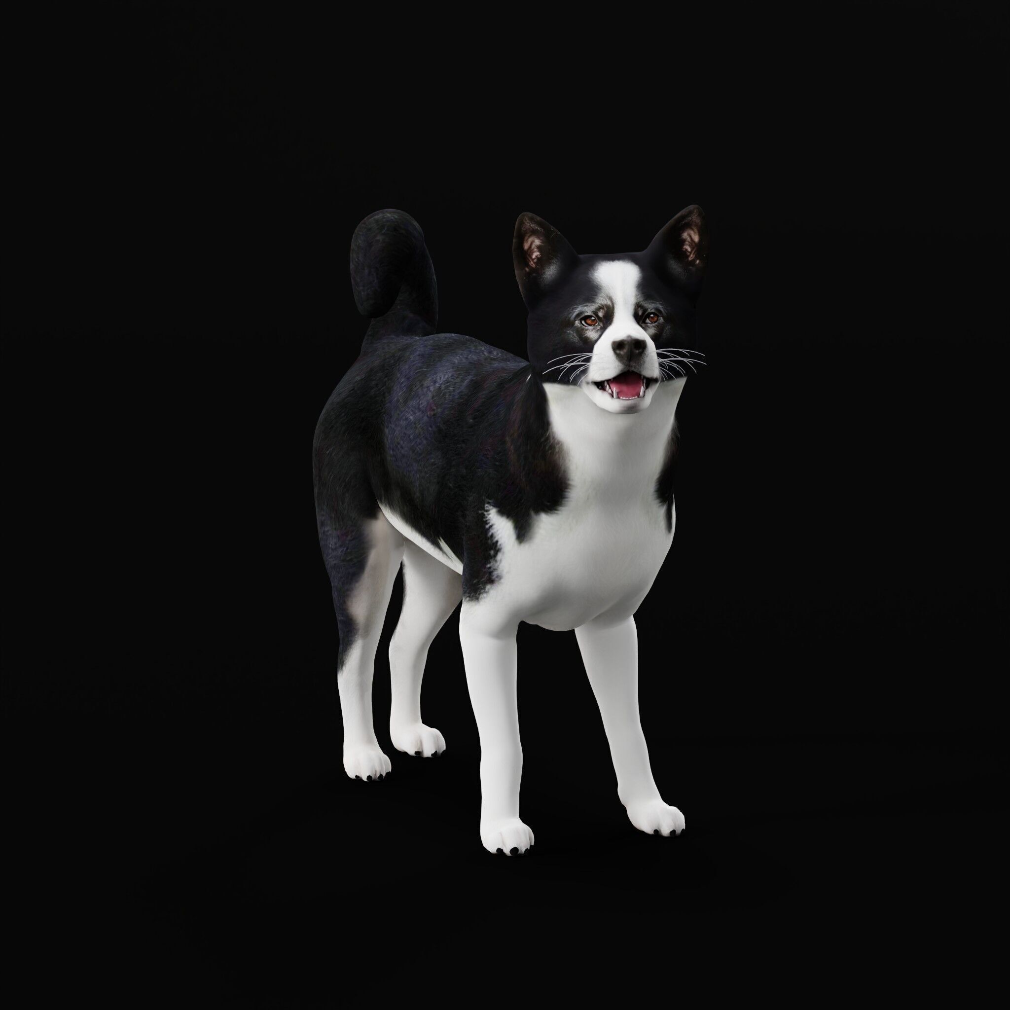 Karelian Bear Dog Low-poly 3D model_39