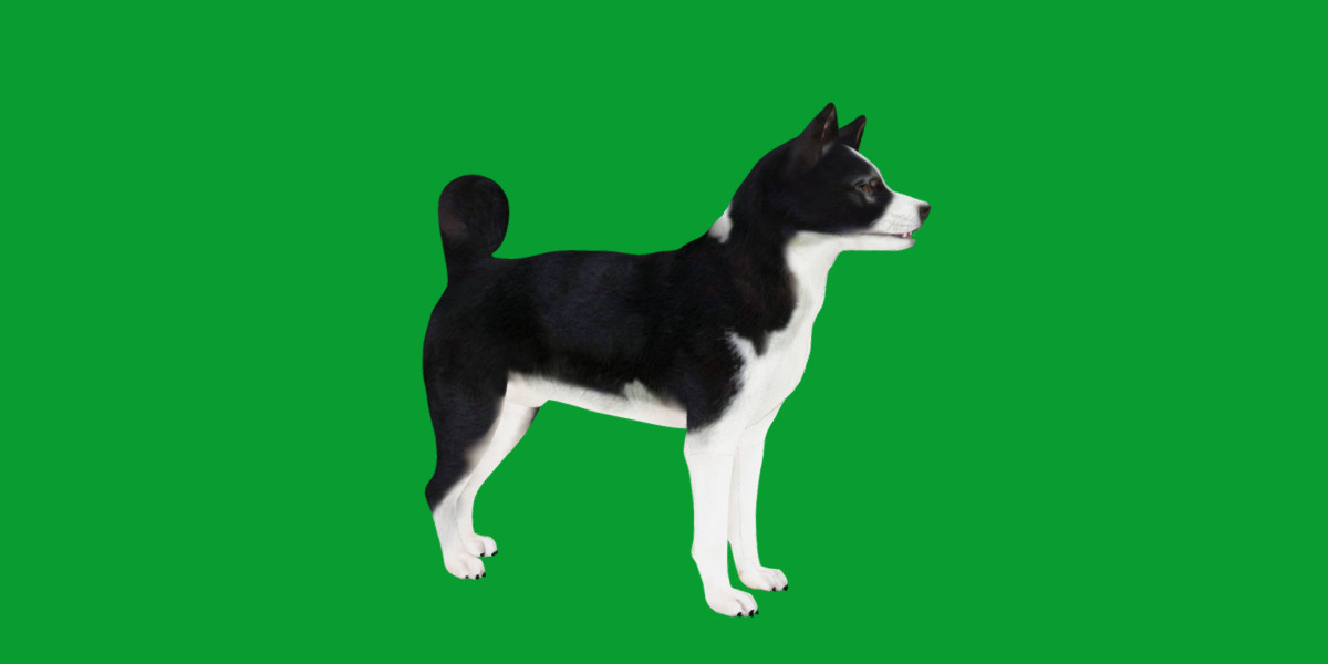 Karelian Bear Dog Low-poly 3D model_16