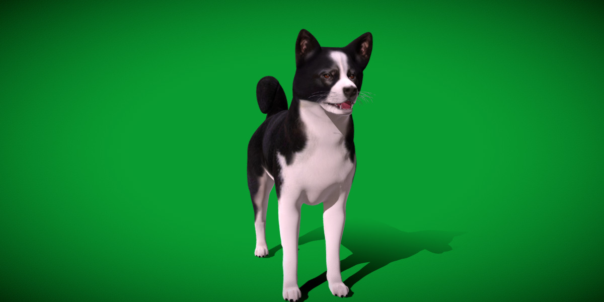 Karelian Bear Dog Low-poly 3D model_37