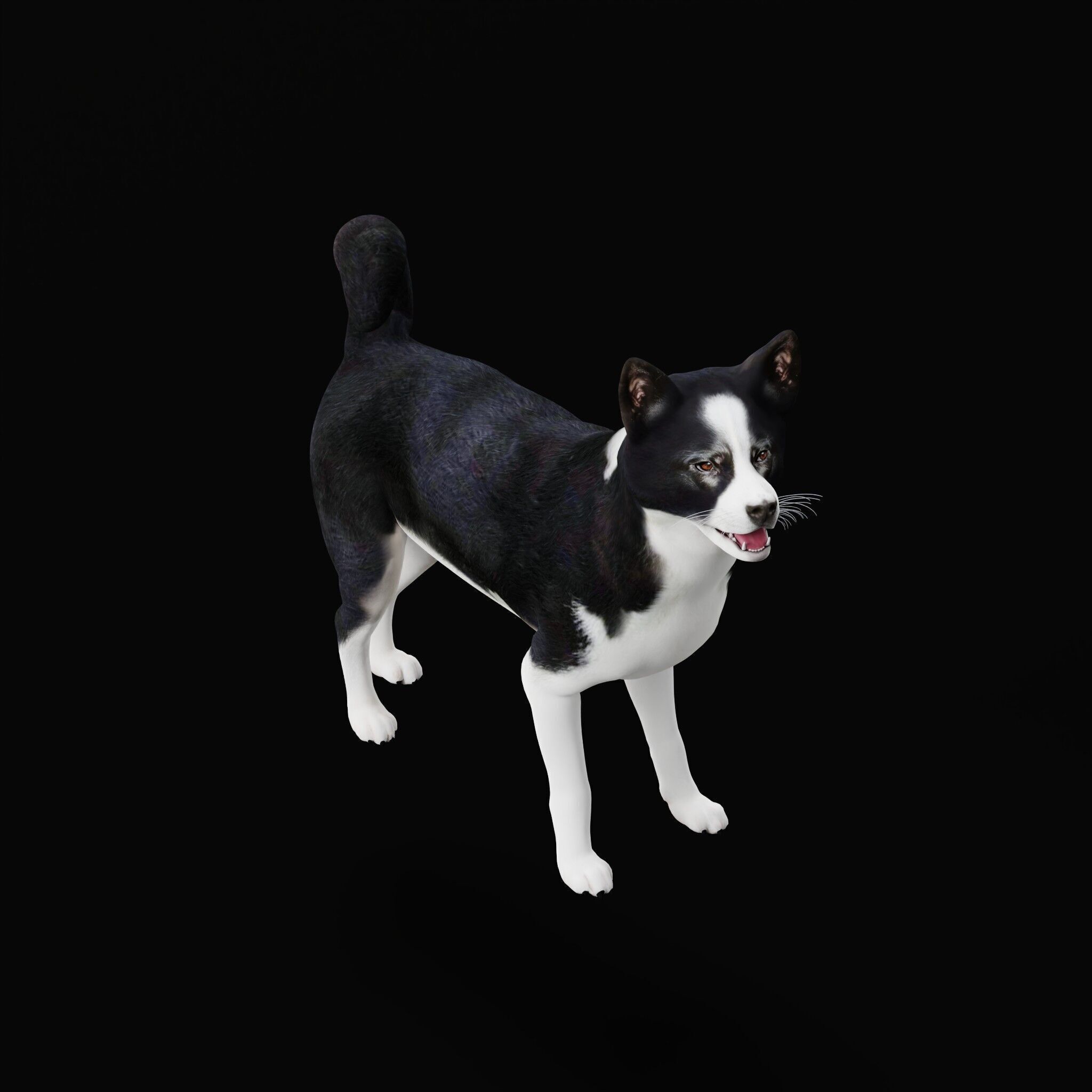 Karelian Bear Dog Low-poly 3D model_38