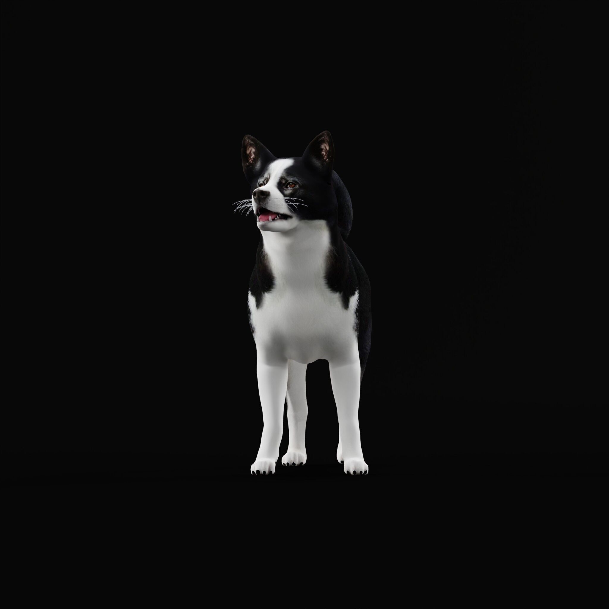 Karelian Bear Dog Low-poly 3D model_43