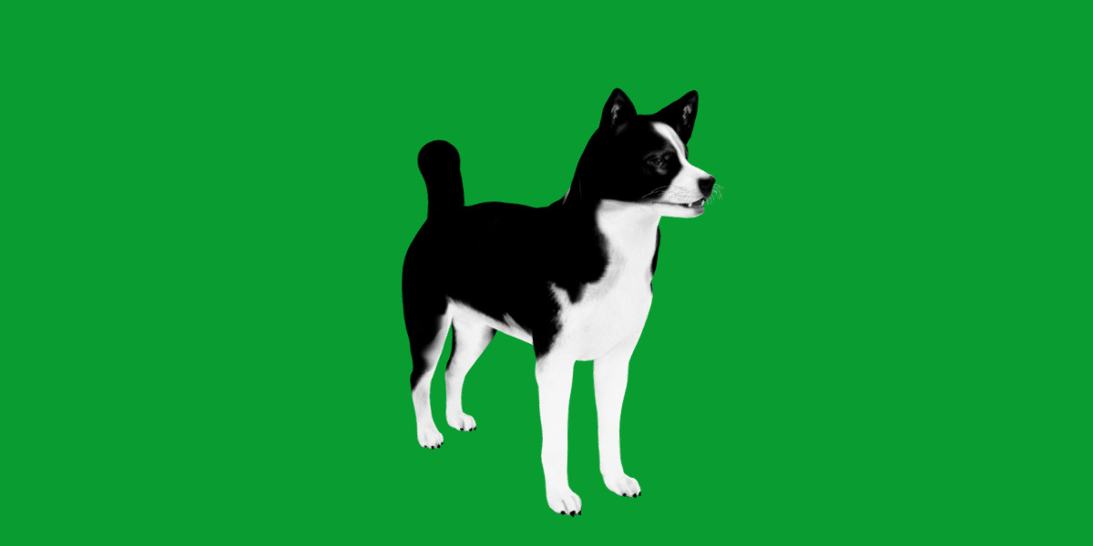 Karelian Bear Dog Low-poly 3D model_27