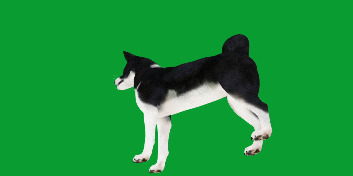 Karelian Bear Dog Low-poly 3D model_15