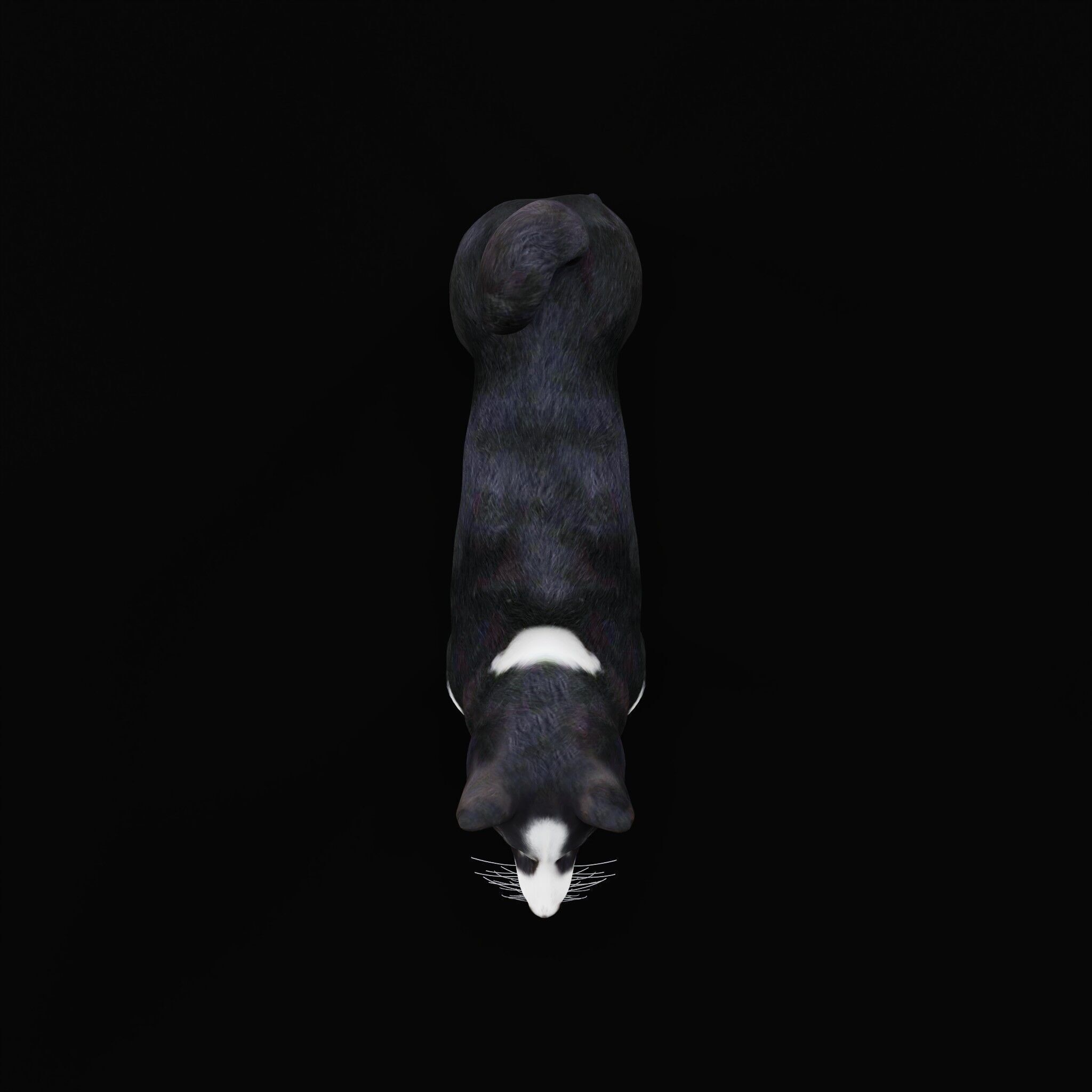 Karelian Bear Dog Low-poly 3D model_34