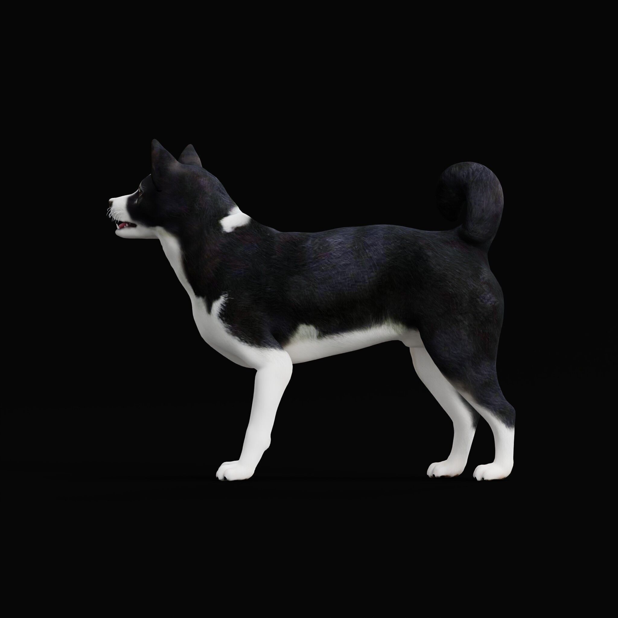 Karelian Bear Dog Low-poly 3D model_33