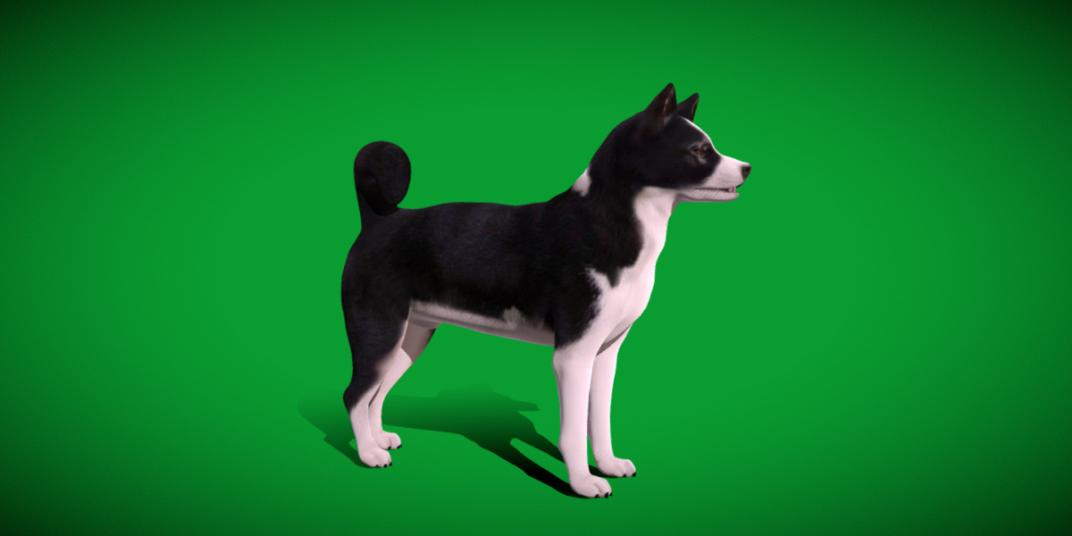Karelian Bear Dog Low-poly 3D model_23