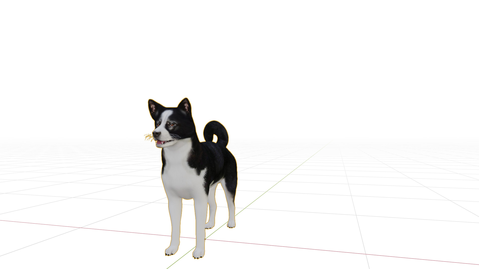Karelian Bear Dog Low-poly 3D model_52