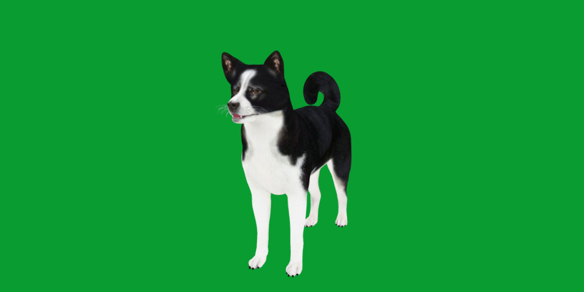 Karelian Bear Dog Low-poly 3D model_25