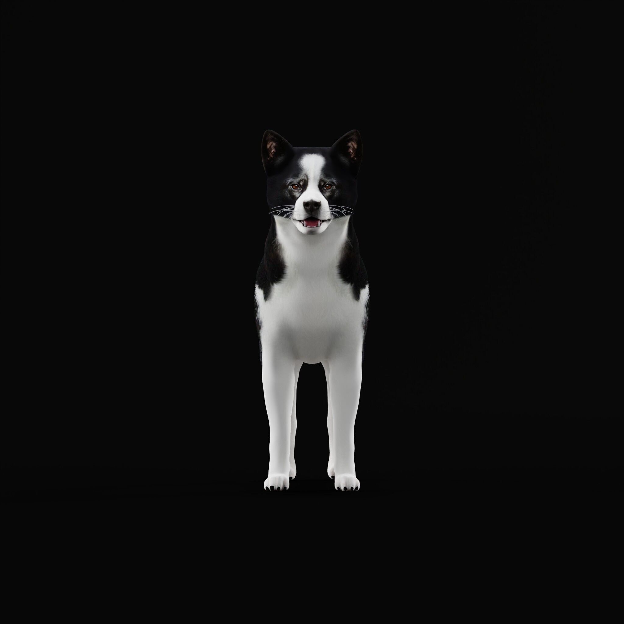 Karelian Bear Dog Low-poly 3D model_35