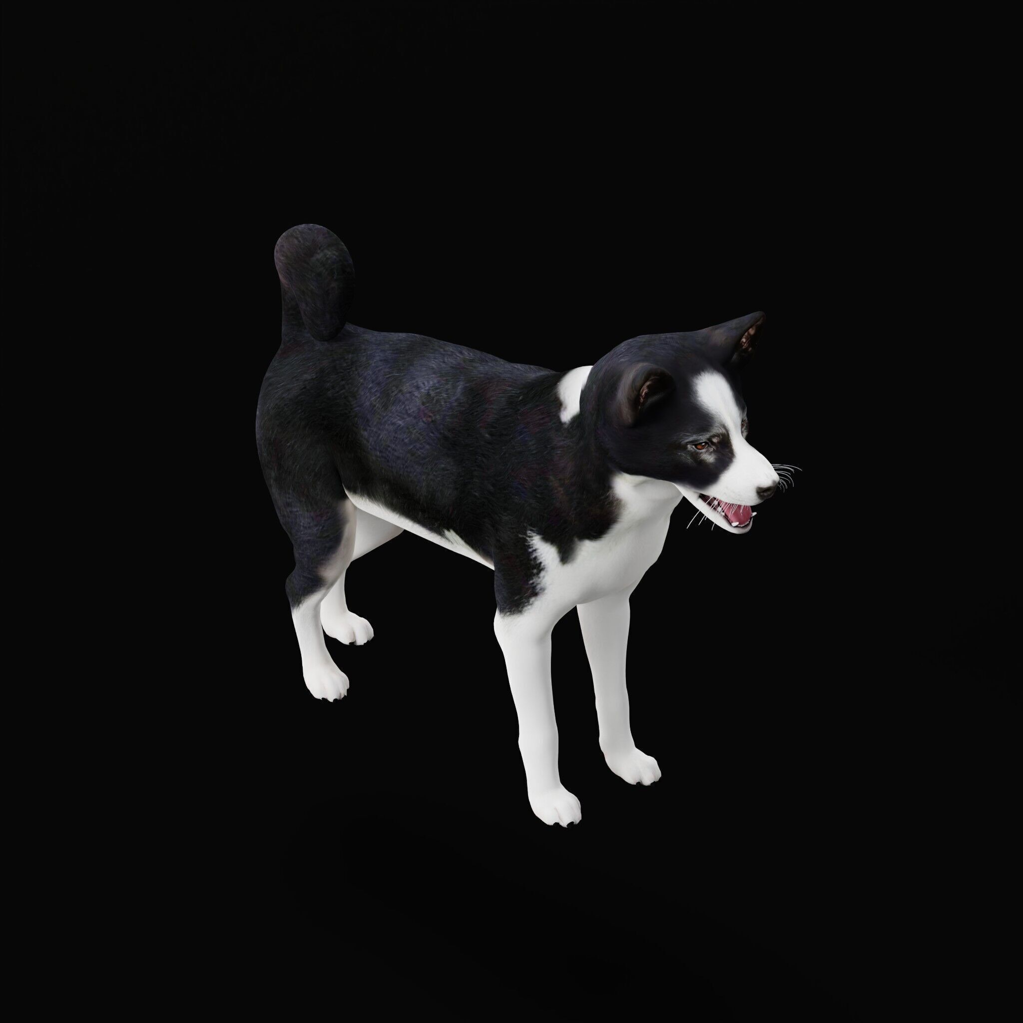 Karelian Bear Dog Low-poly 3D model_45