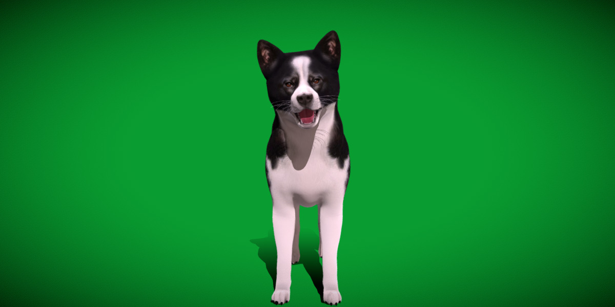 Karelian Bear Dog Low-poly 3D model_22