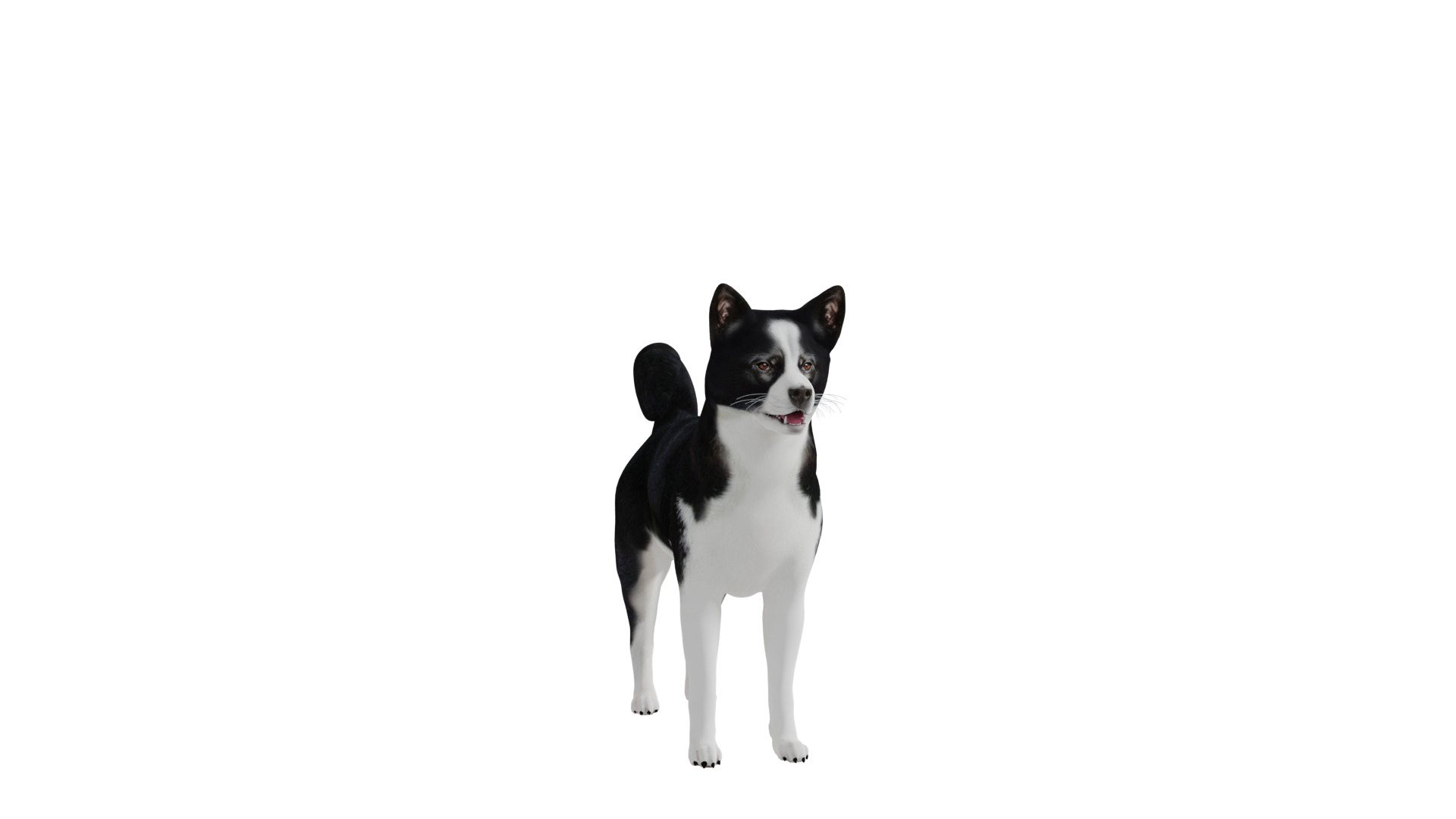 Karelian Bear Dog Low-poly 3D model_46