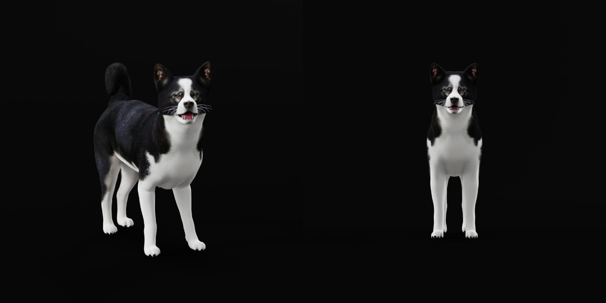 Karelian Bear Dog Low-poly 3D model_21