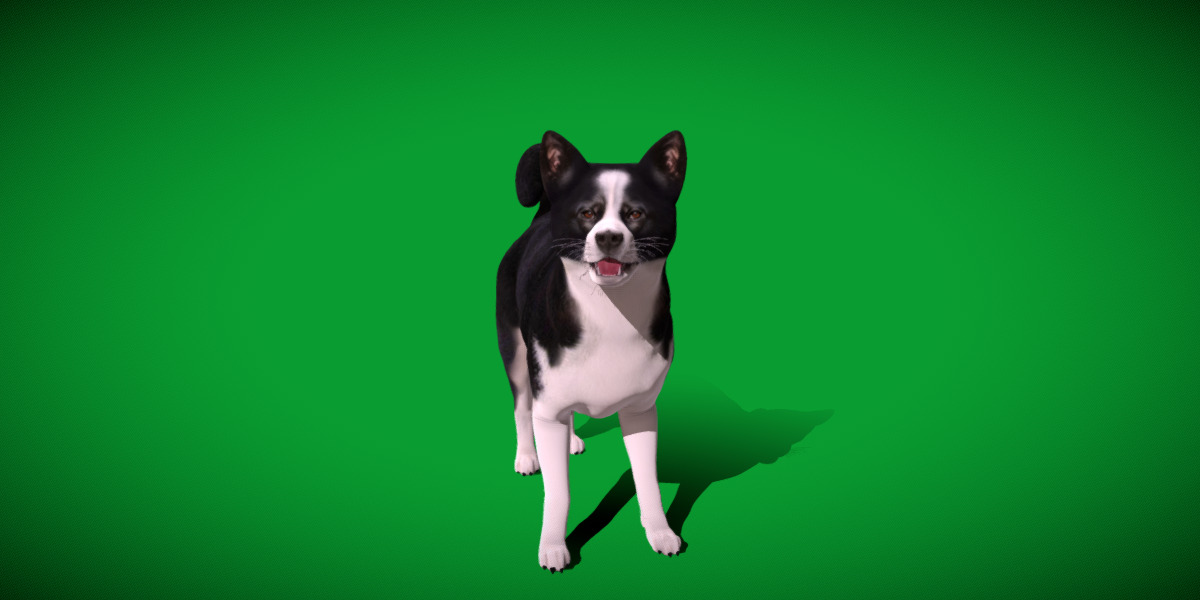Karelian Bear Dog Low-poly 3D model_30