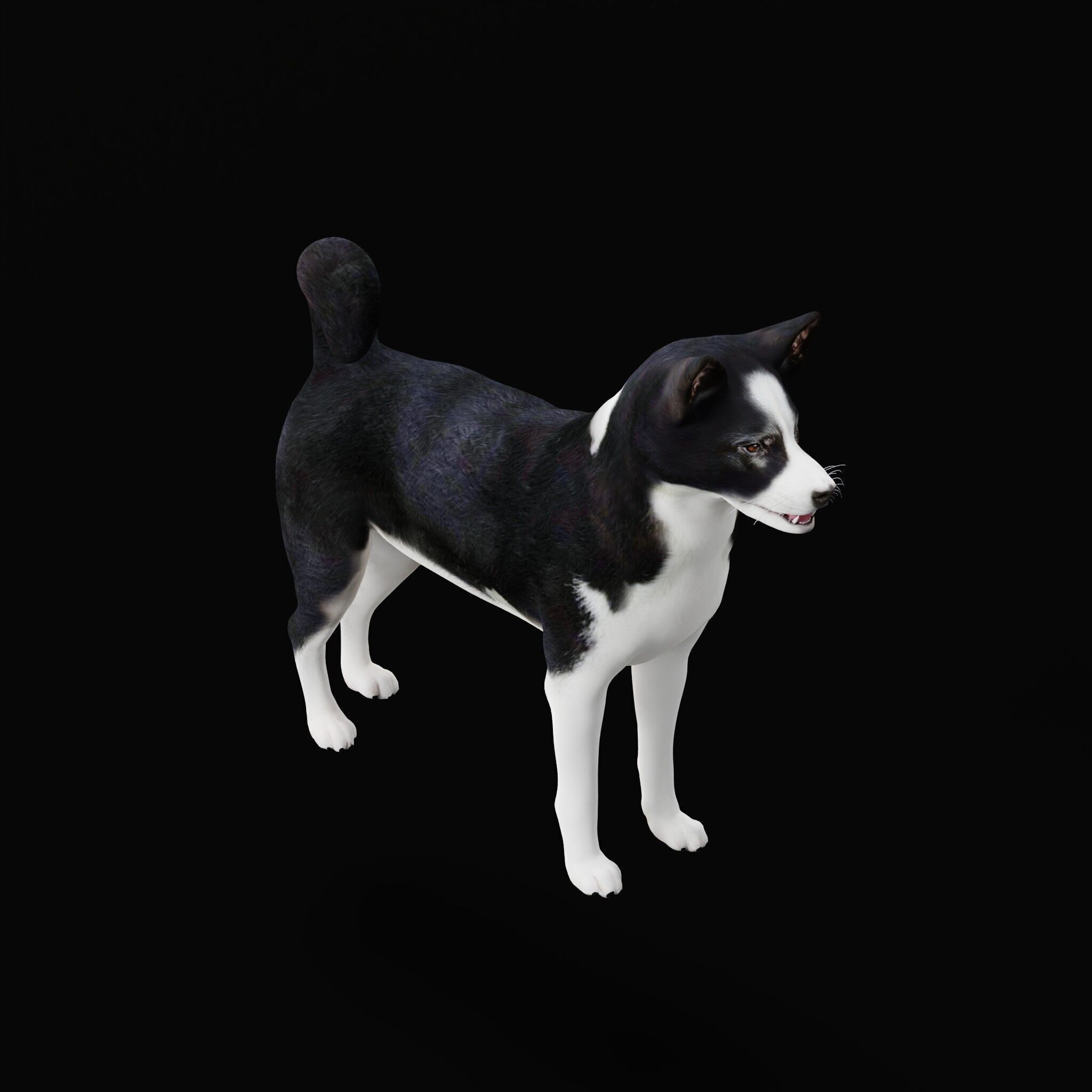 Karelian Bear Dog Low-poly 3D model_44