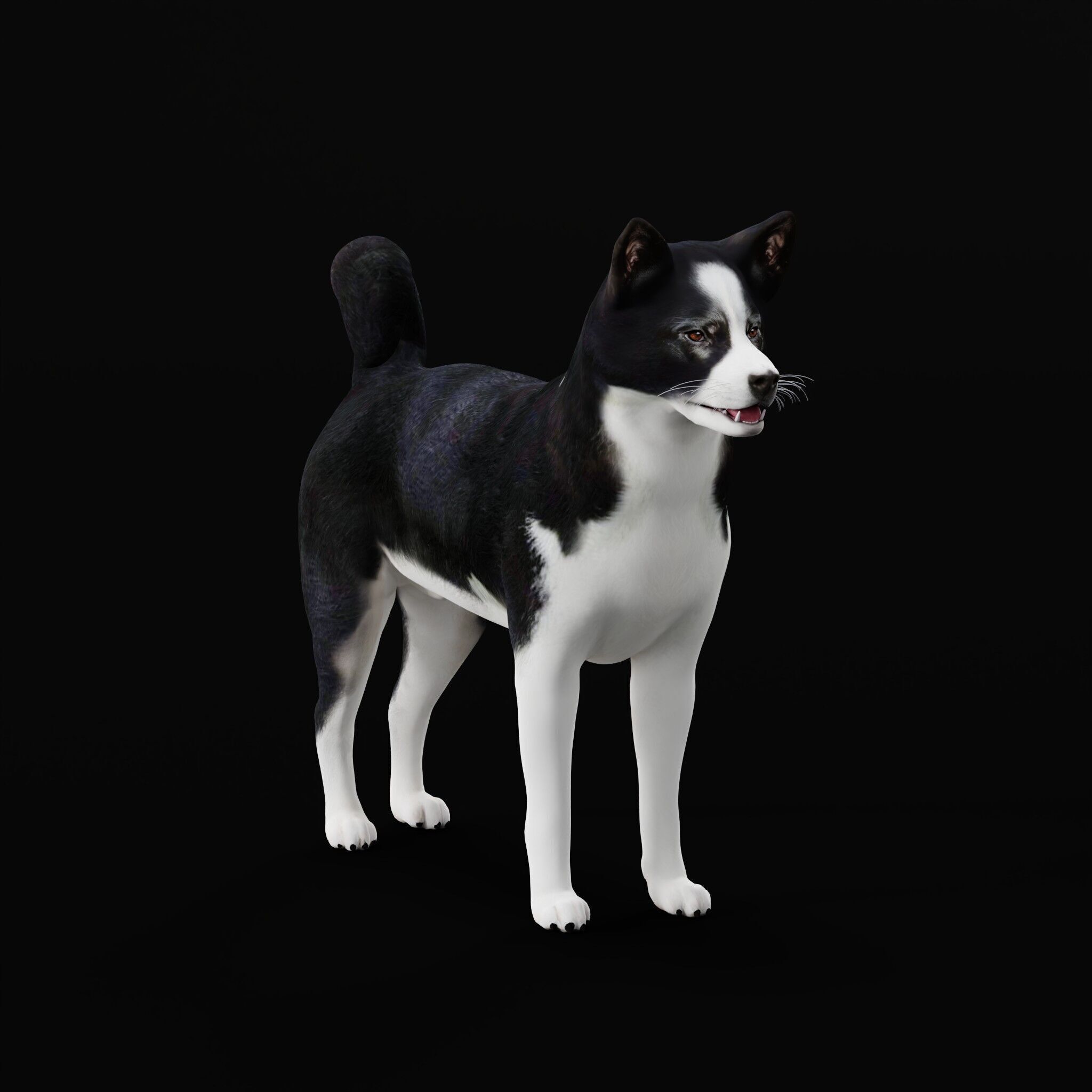 Karelian Bear Dog Low-poly 3D model_36