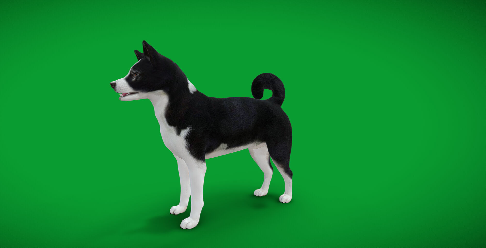 Karelian Bear Dog Low-poly 3D model_41