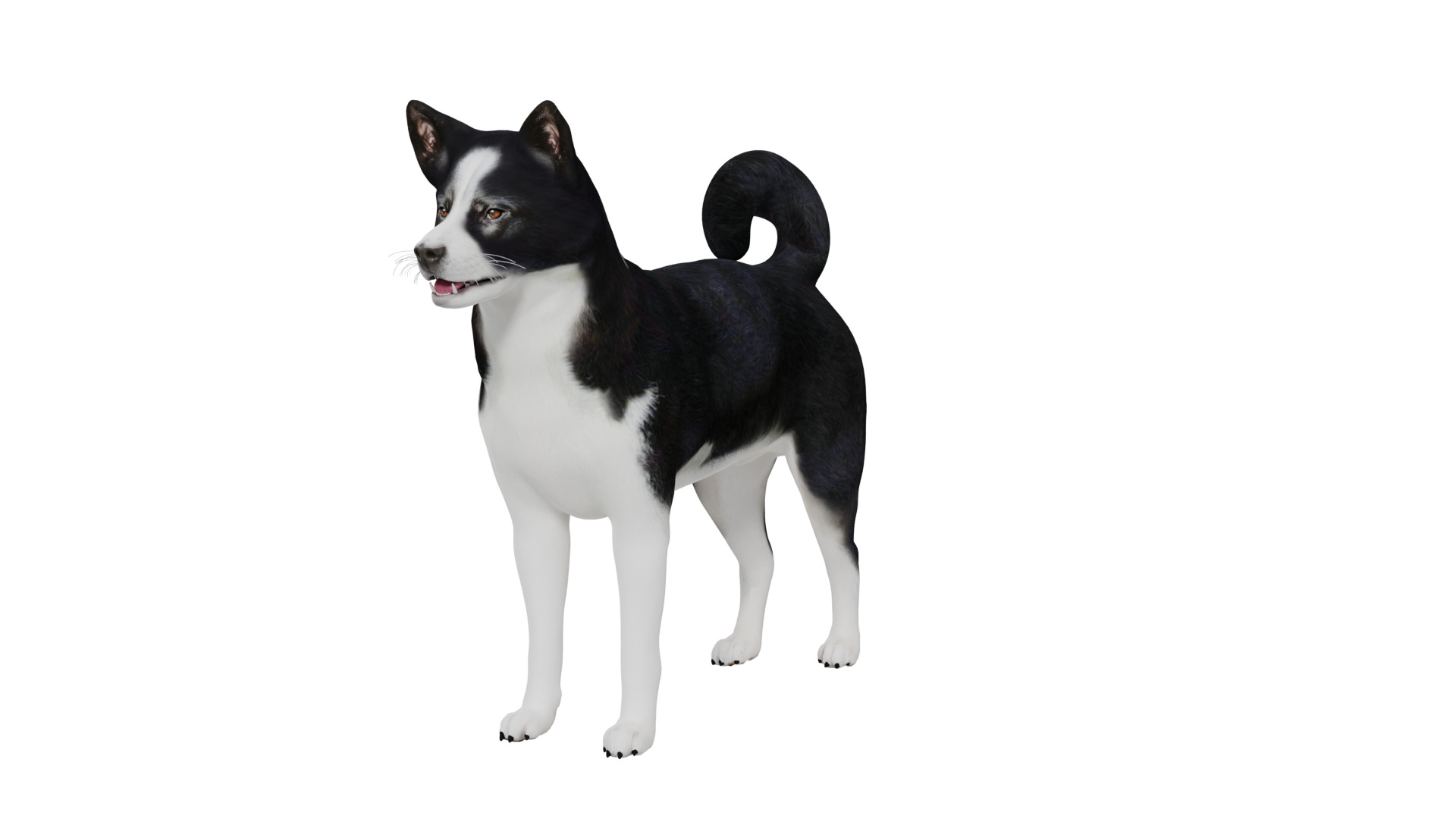 Karelian Bear Dog Low-poly 3D model_51