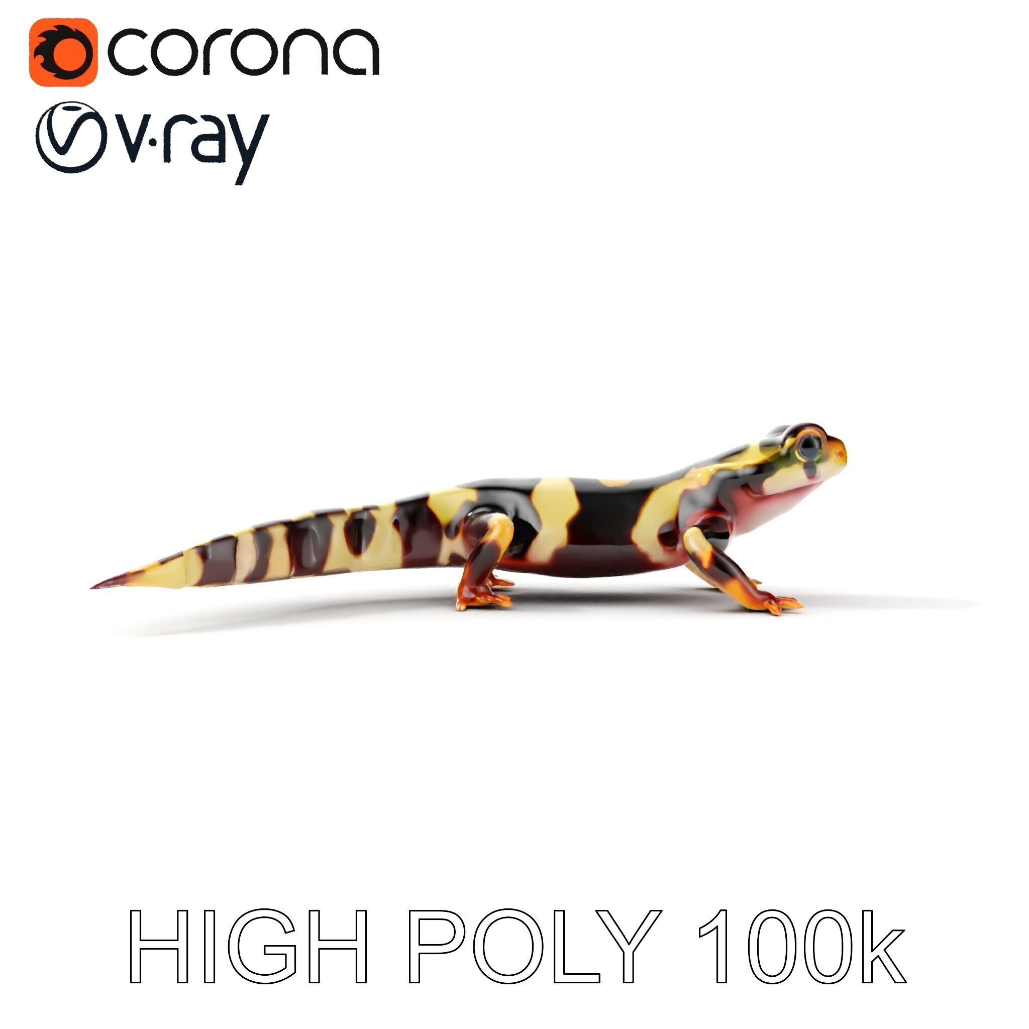 Colorful Salamander Model Pack Low-poly 3D model_32
