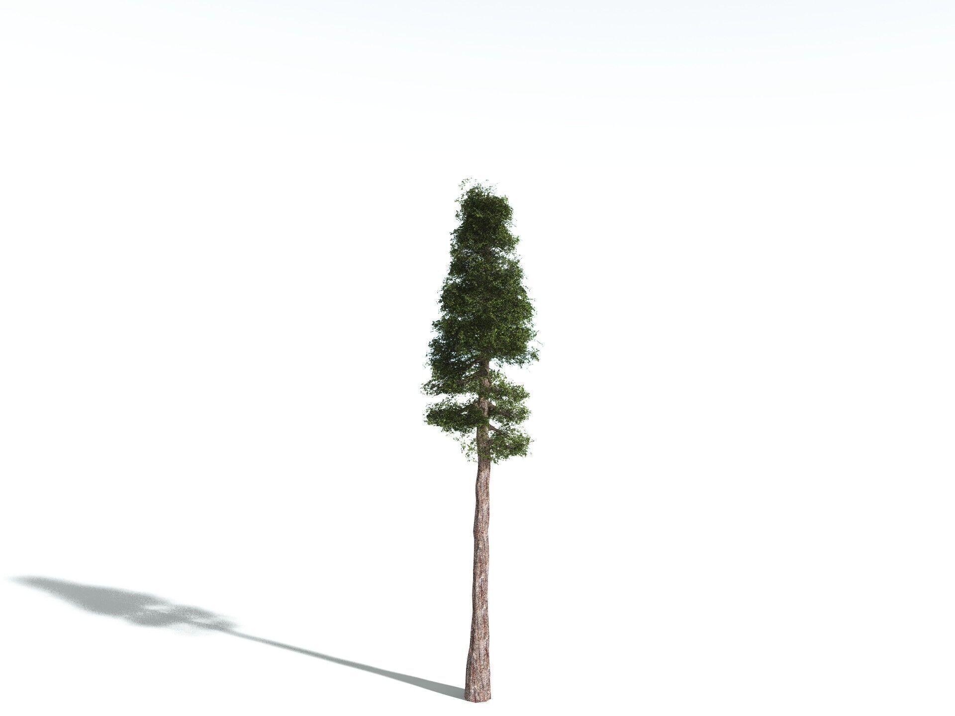 EVERYPlant Coastal Redwood LowPoly Low-poly 3D model_22