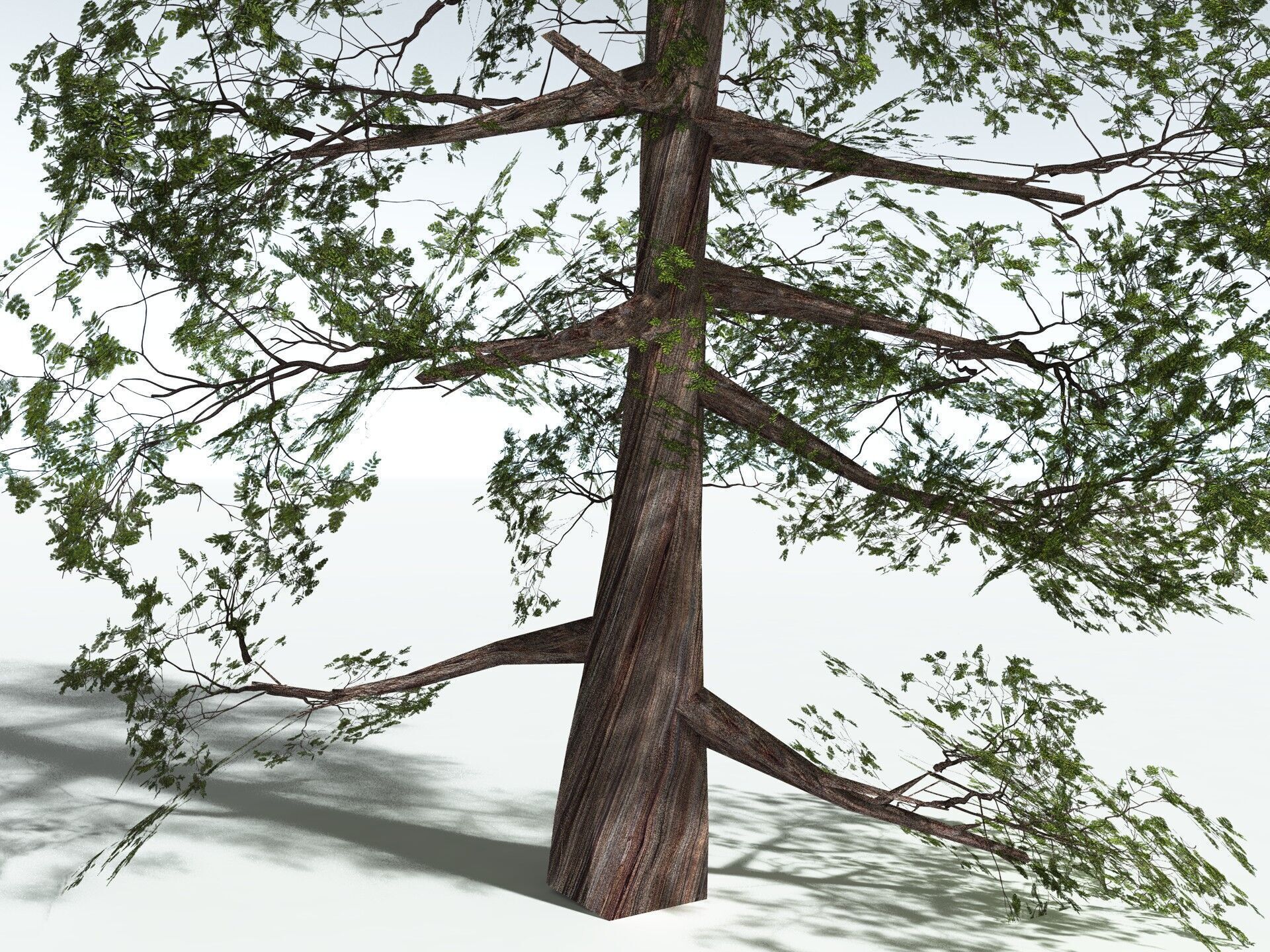 EVERYPlant Coastal Redwood LowPoly Low-poly 3D model_27