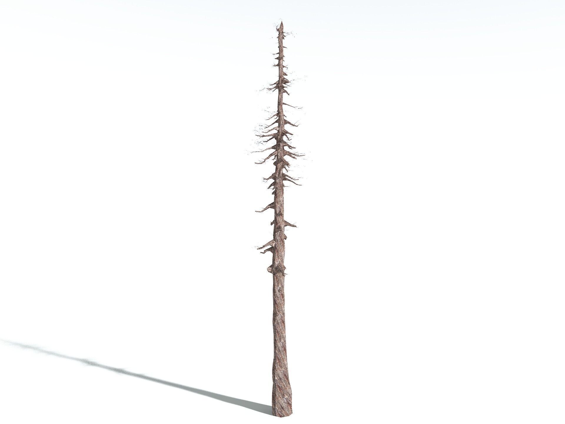EVERYPlant Coastal Redwood LowPoly Low-poly 3D model_18