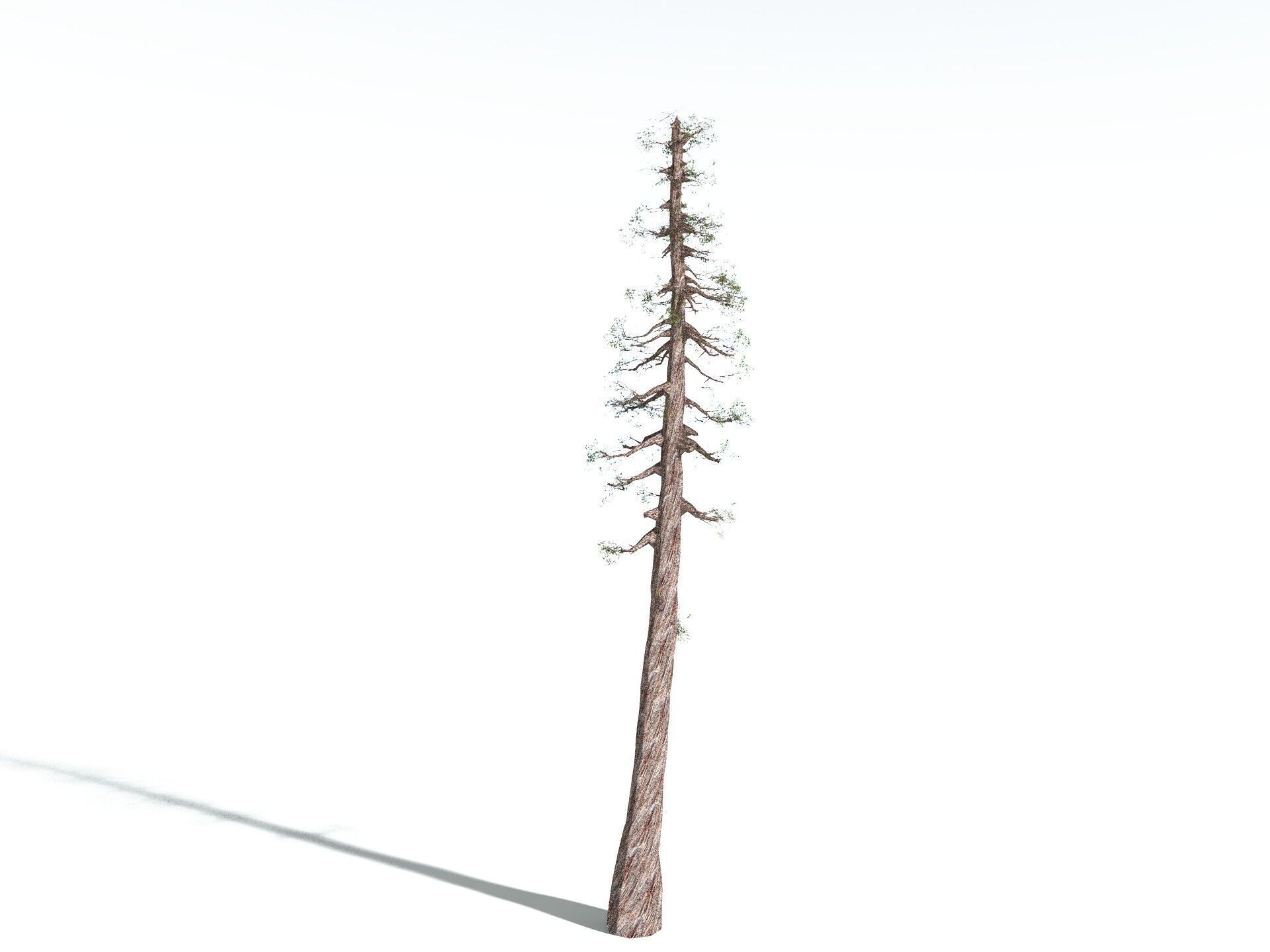 EVERYPlant Coastal Redwood LowPoly Low-poly 3D model_16