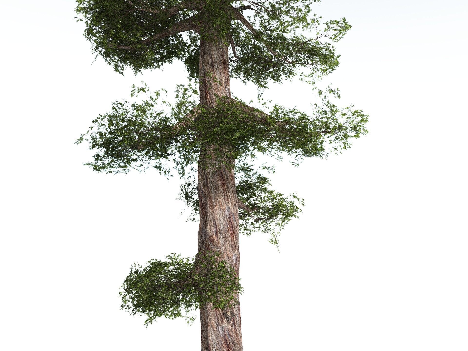 EVERYPlant Coastal Redwood LowPoly Low-poly 3D model_11