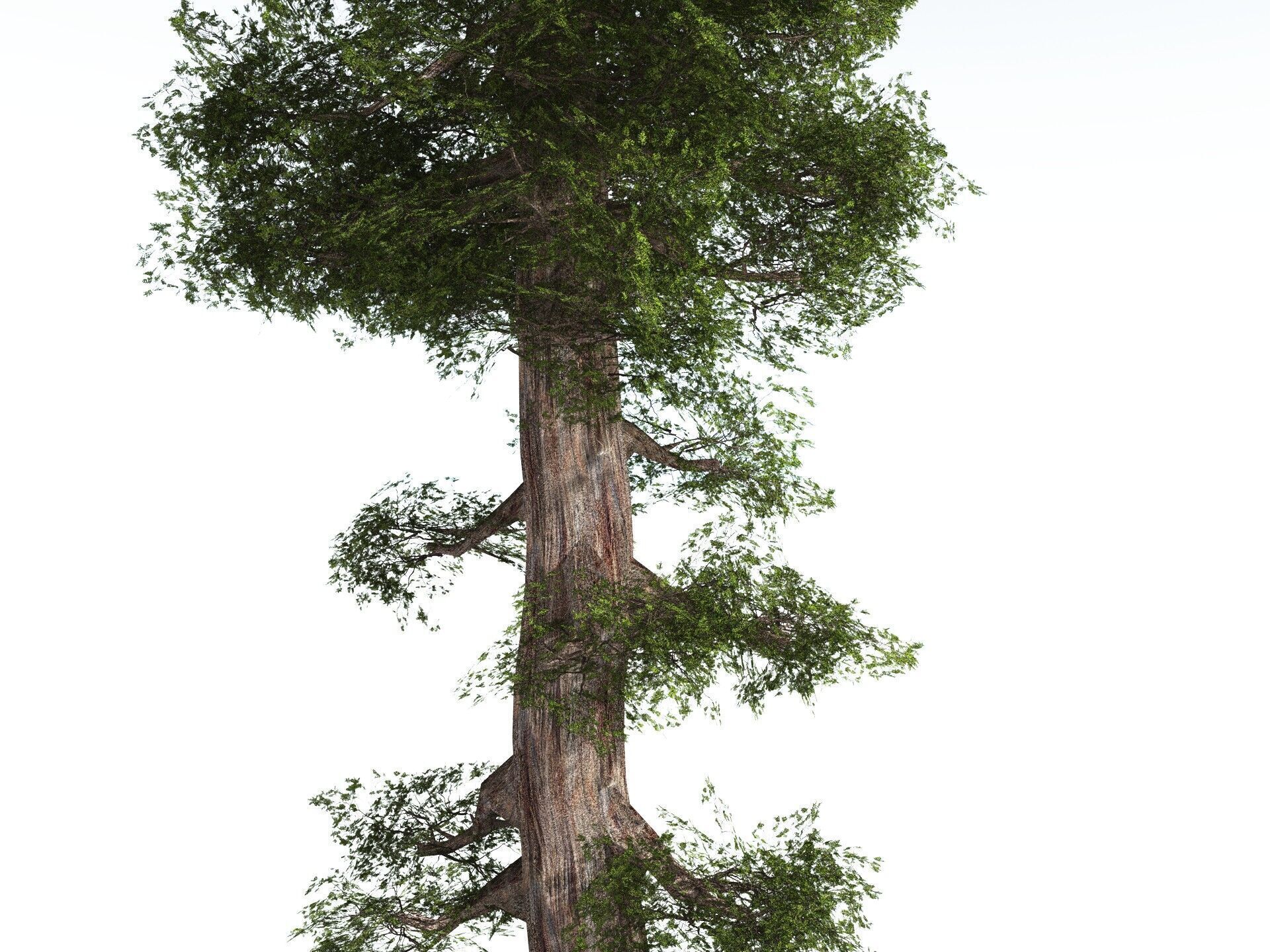 EVERYPlant Coastal Redwood LowPoly Low-poly 3D model_5
