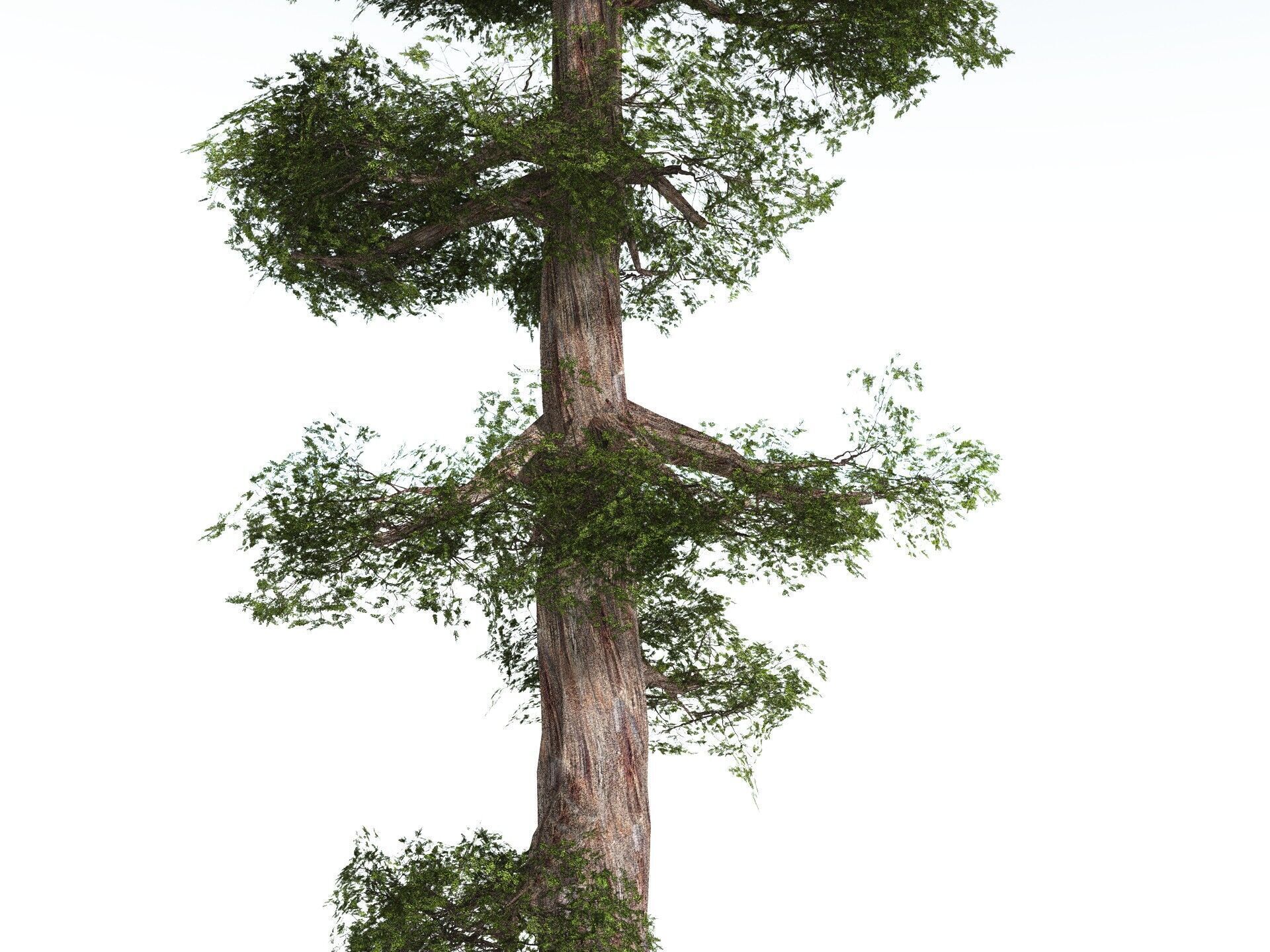 EVERYPlant Coastal Redwood LowPoly Low-poly 3D model_1