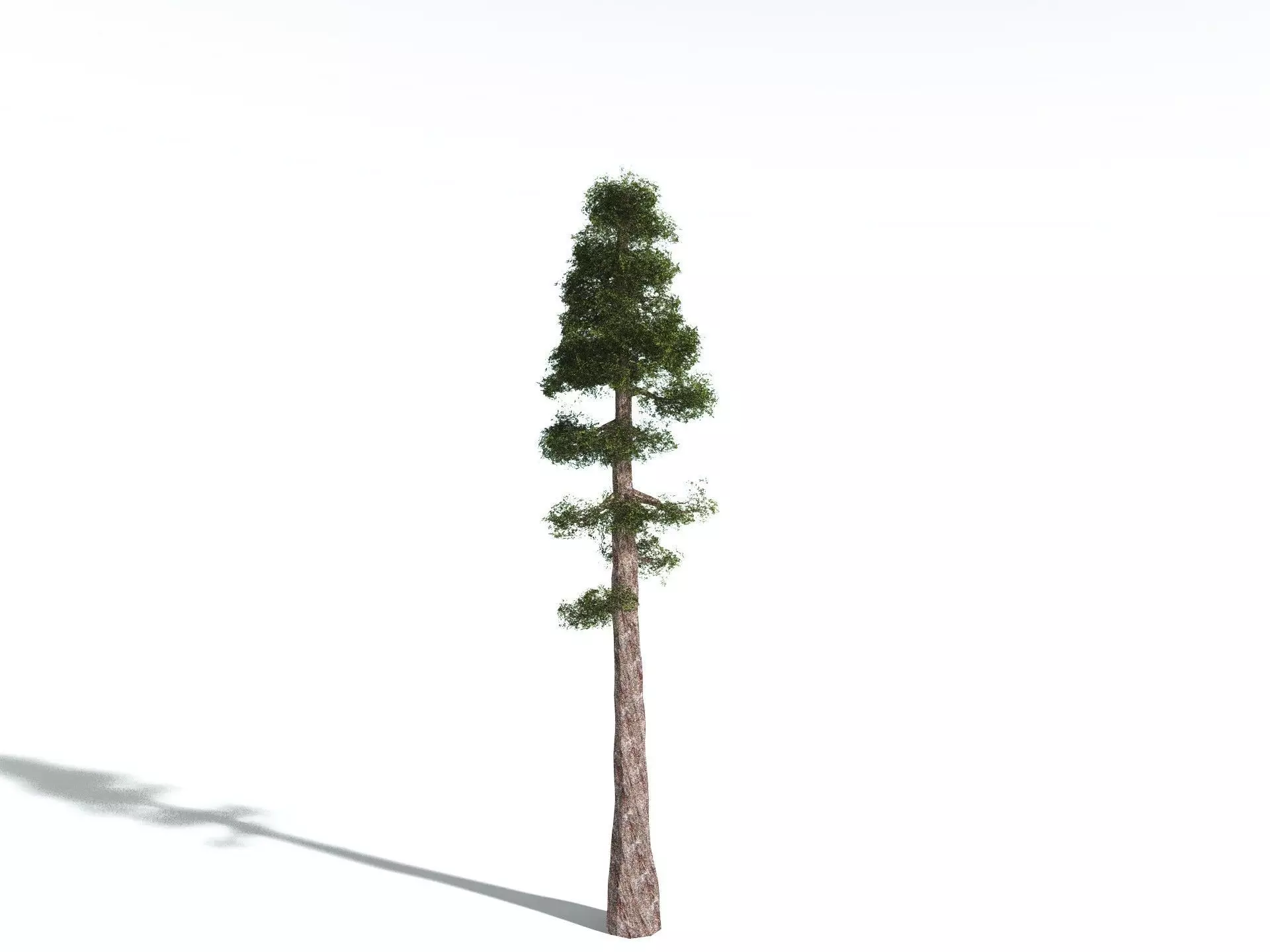 EVERYPlant Coastal Redwood LowPoly Low-poly 3D model_0