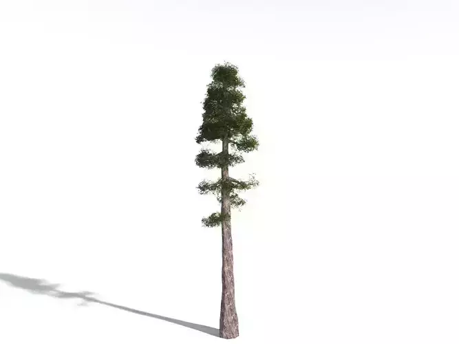EVERYPlant Coastal Redwood LowPoly Low-poly 3D model