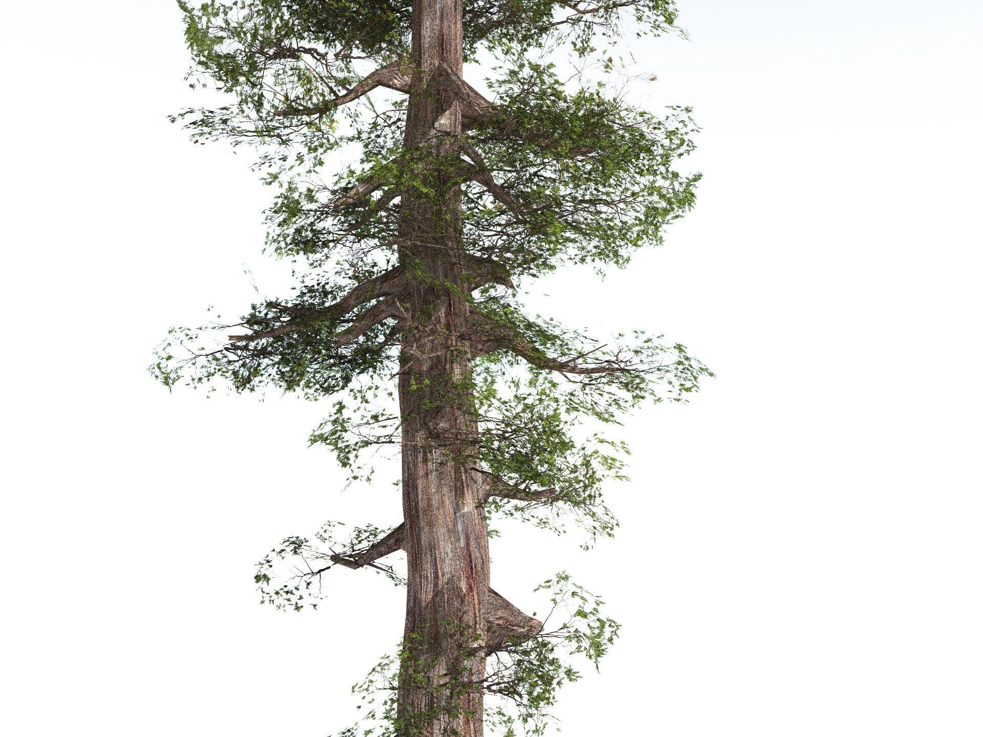 EVERYPlant Coastal Redwood LowPoly Low-poly 3D model_15