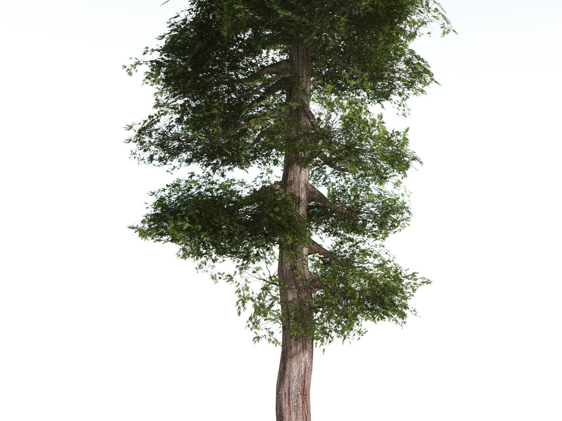EVERYPlant Coastal Redwood LowPoly Low-poly 3D model_23