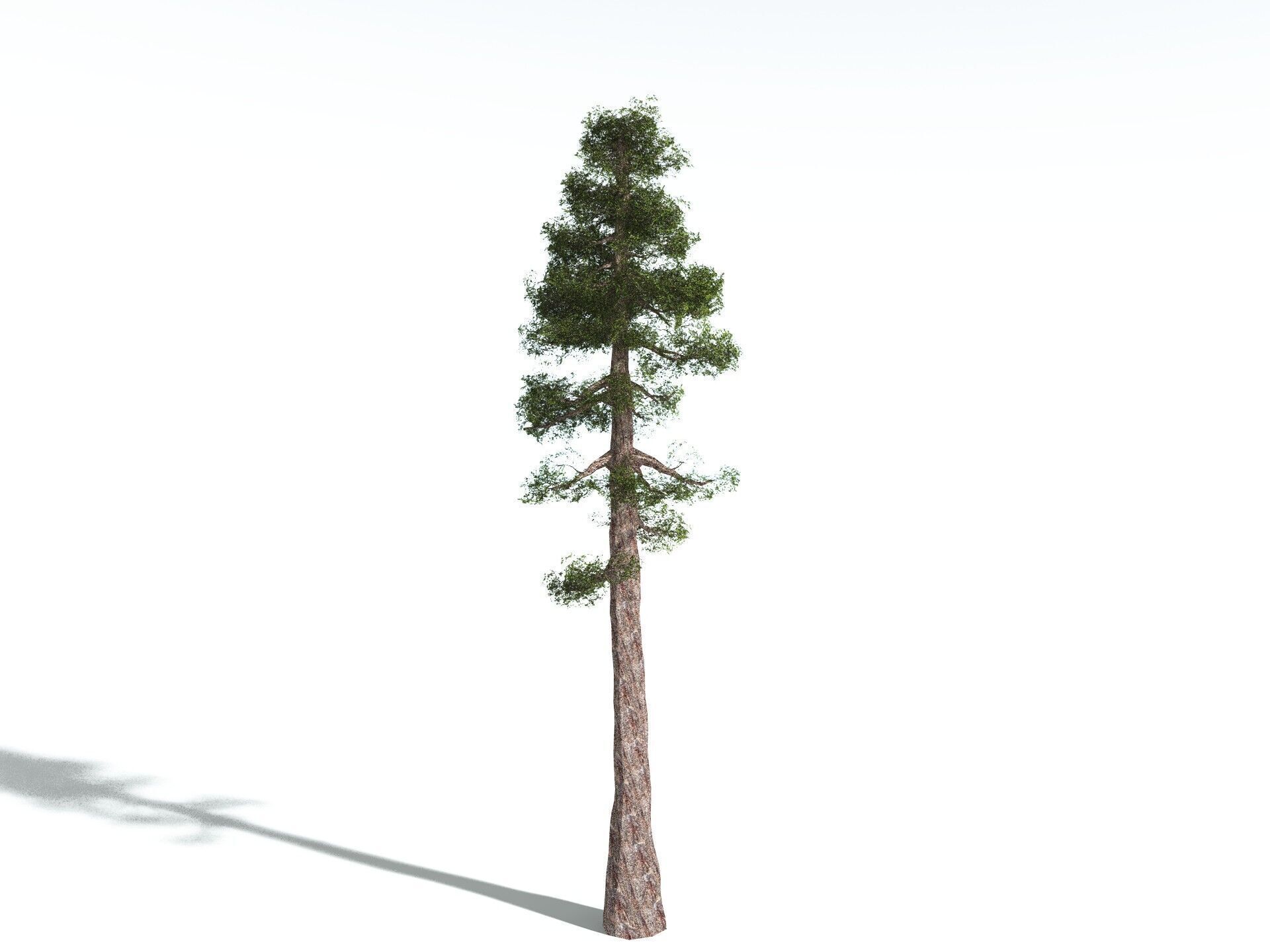 EVERYPlant Coastal Redwood LowPoly Low-poly 3D model_20