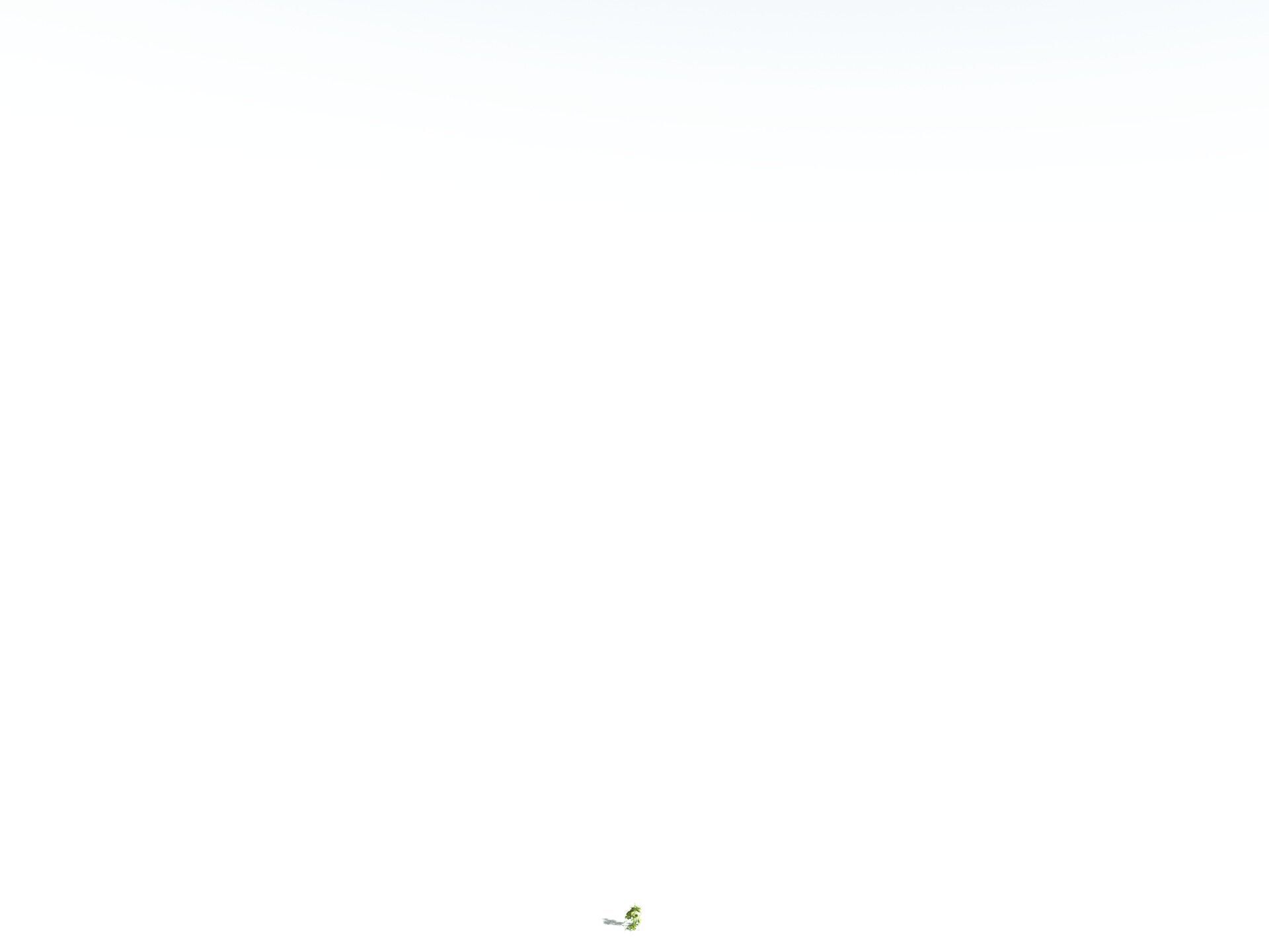 EVERYPlant Coastal Redwood LowPoly Low-poly 3D model_30