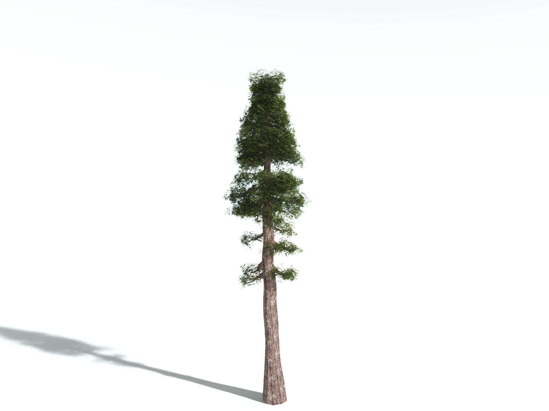 EVERYPlant Coastal Redwood LowPoly Low-poly 3D model_4