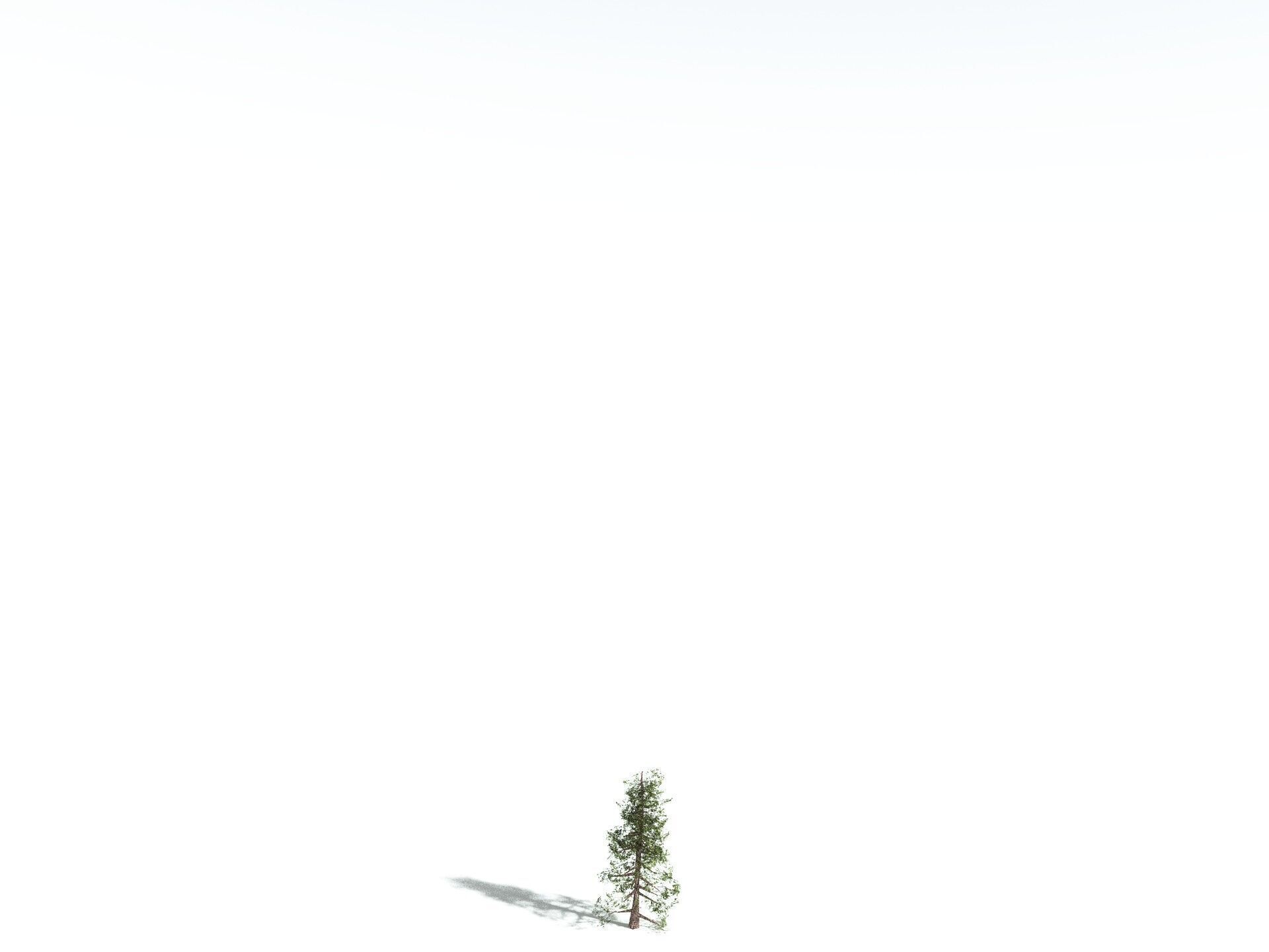 EVERYPlant Coastal Redwood LowPoly Low-poly 3D model_26