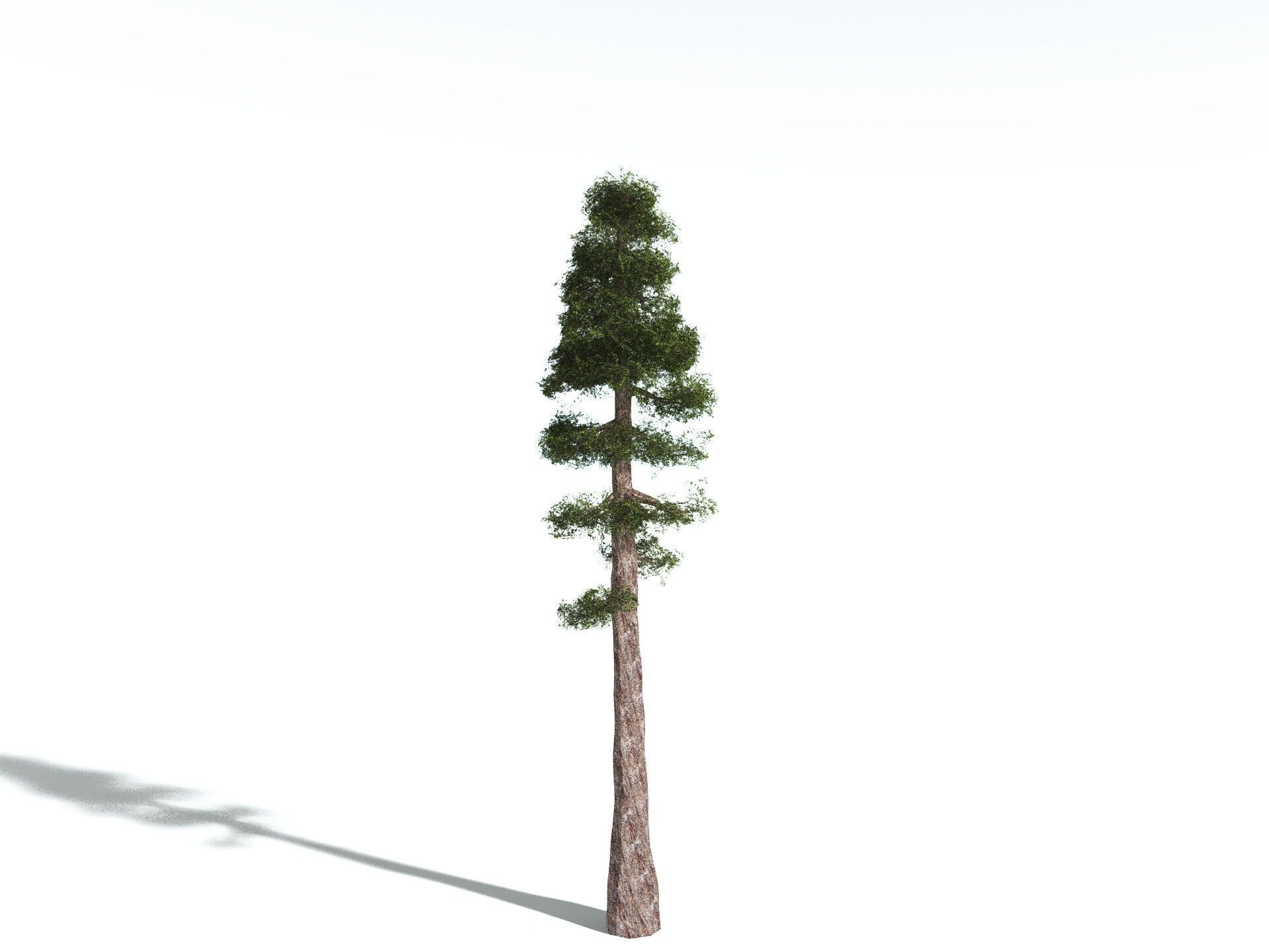 EVERYPlant Coastal Redwood LowPoly Low-poly 3D model_10
